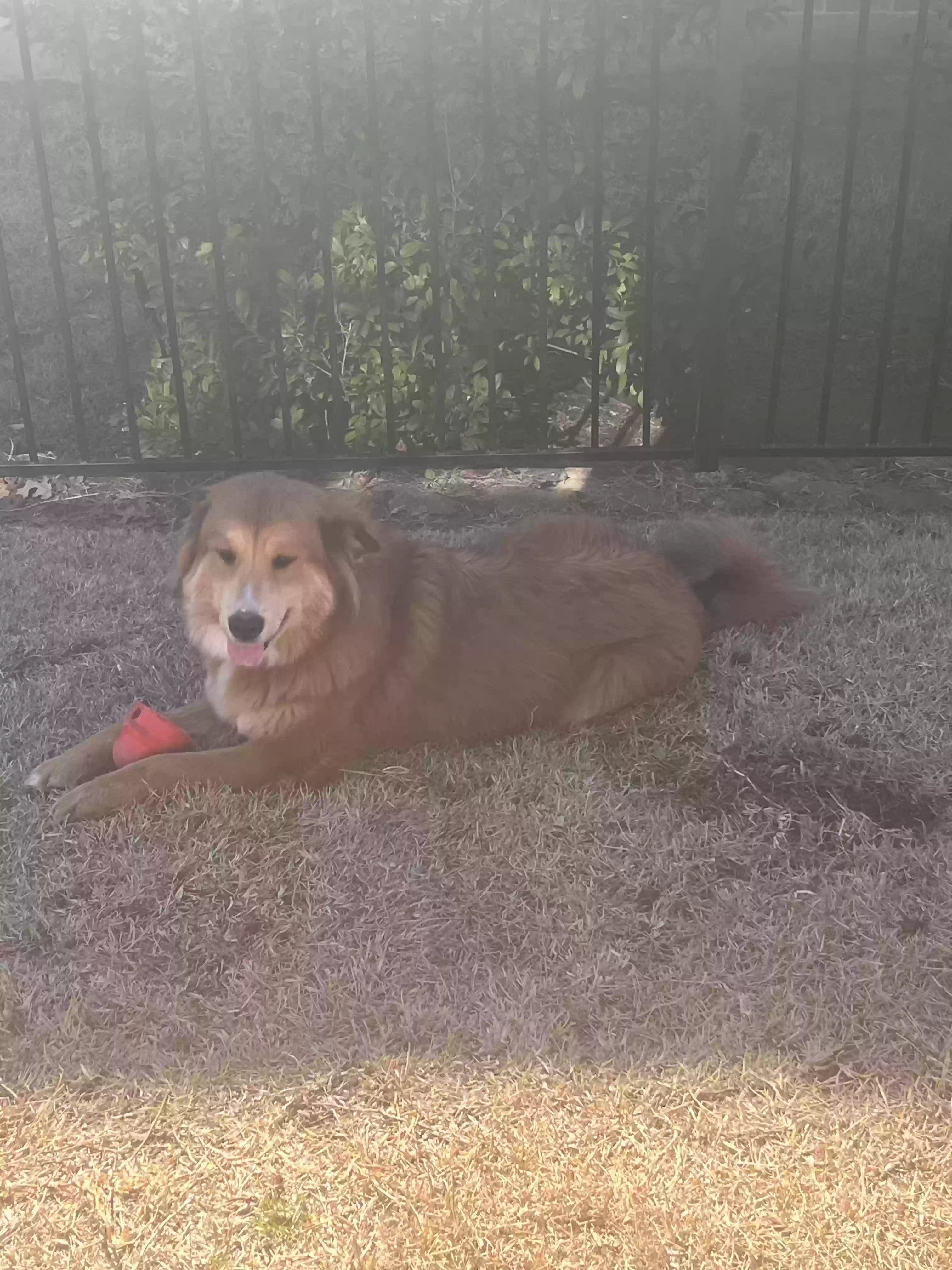 adoptable Dog in Allen,TX named Ciabatta