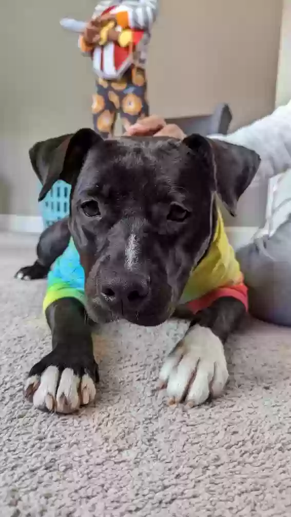 adoptable Dog in Atlanta,GA named Noche