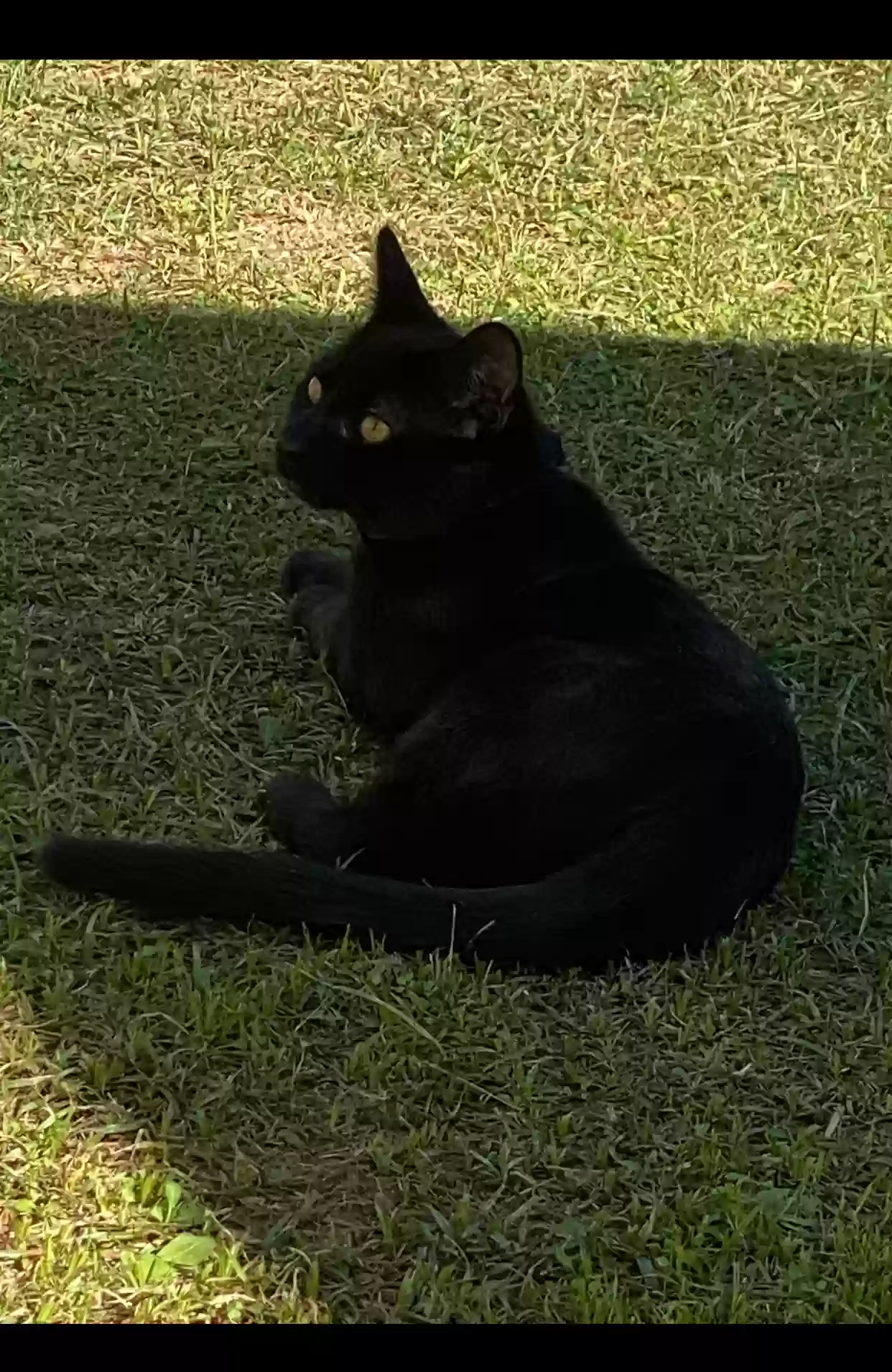 adoptable Cat in Bakersfield,CA named Wakanda Cat