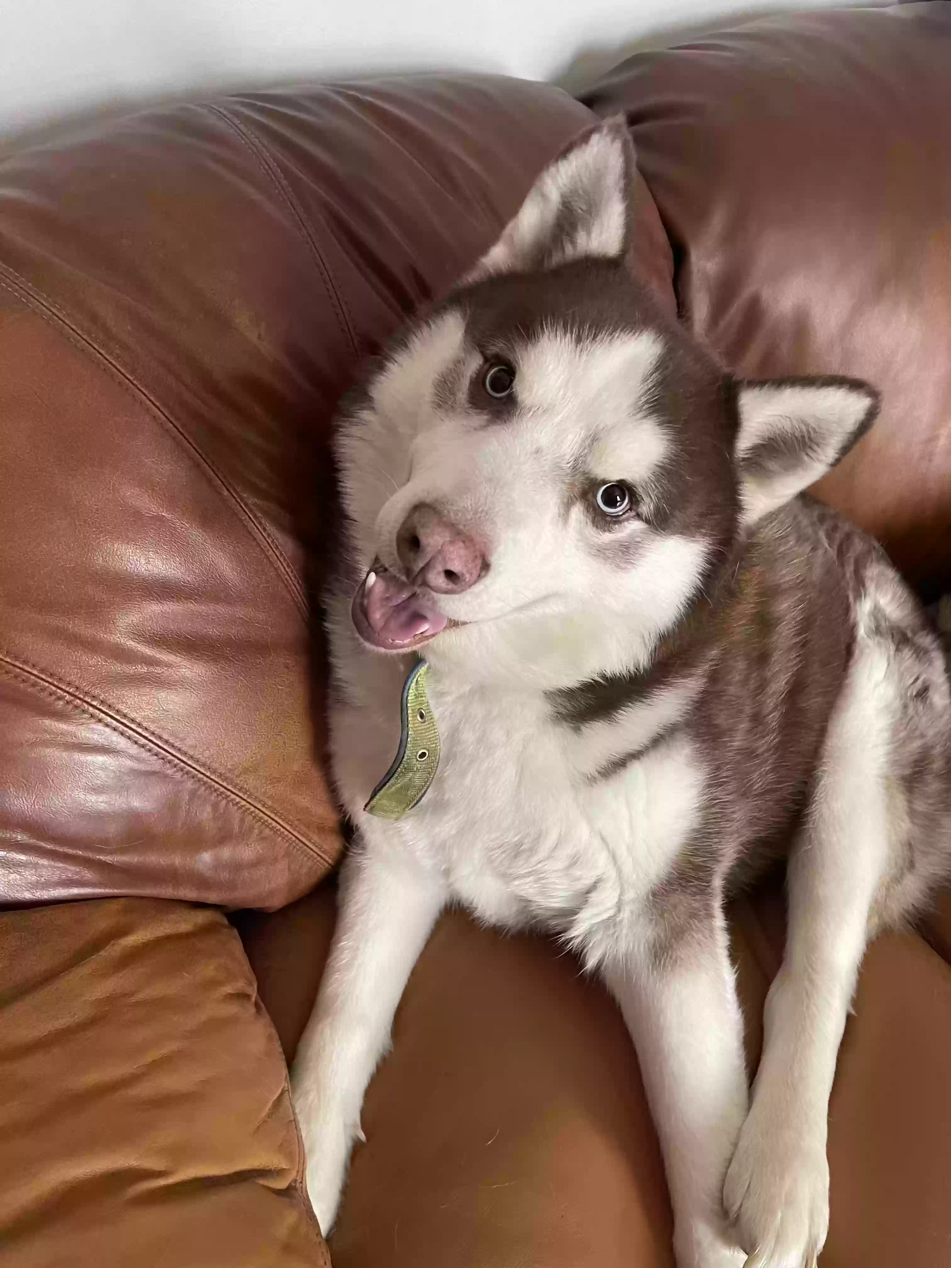 adoptable Dog in Glade Spring,VA named Thor
