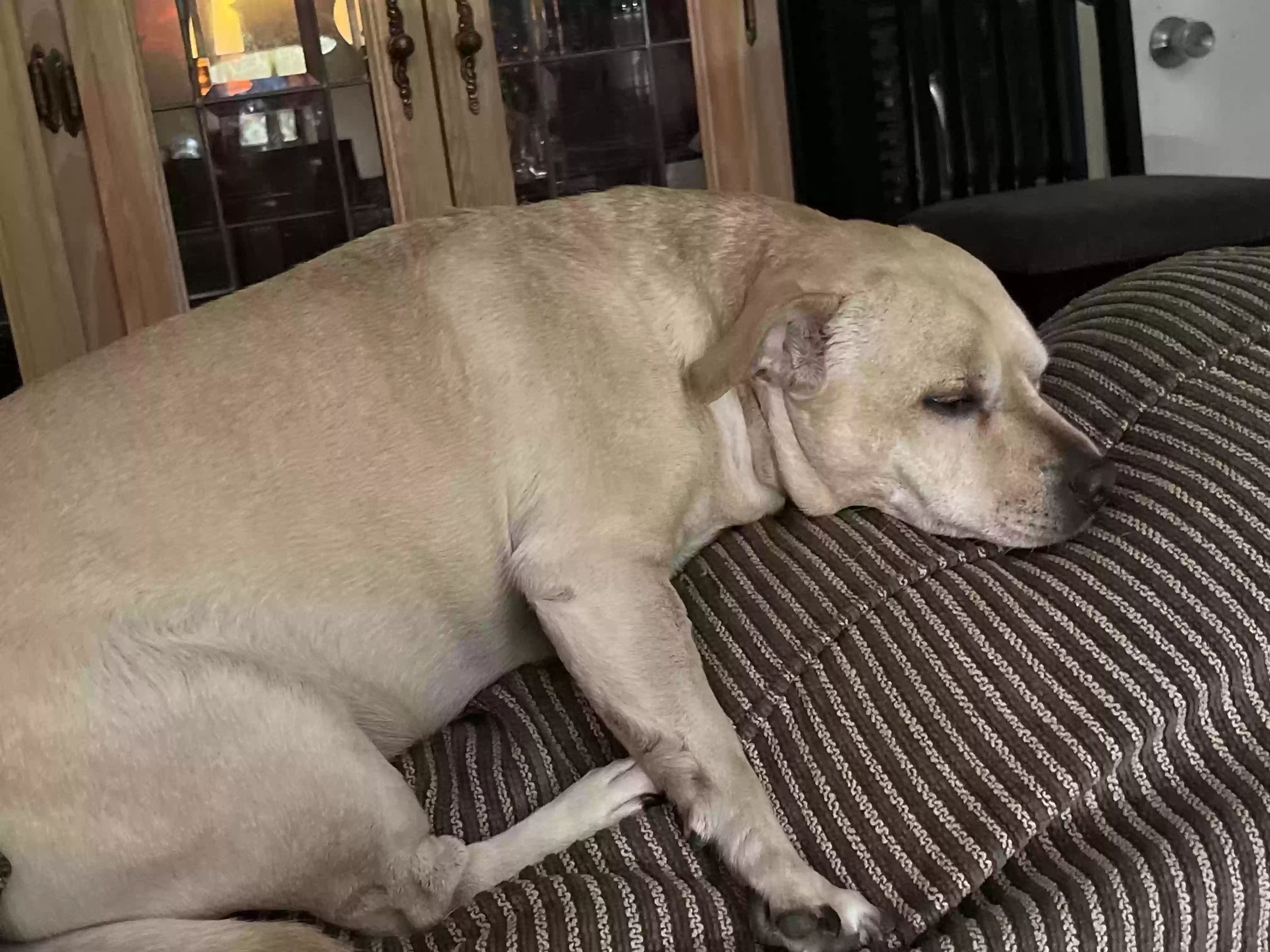 adoptable Dog in Lodi,CA named Sophia