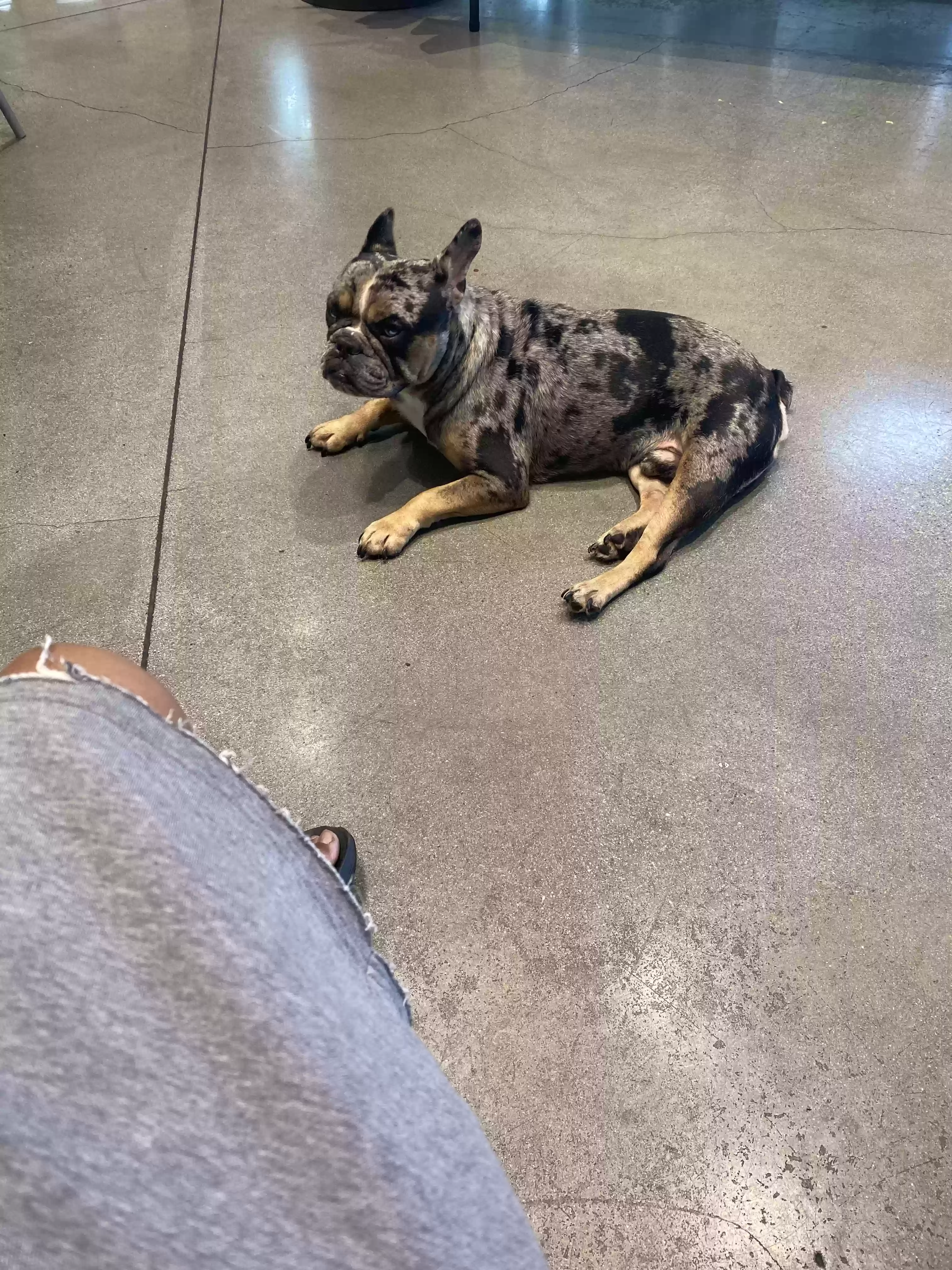 adoptable Dog in Los Angeles,CA named rarri
