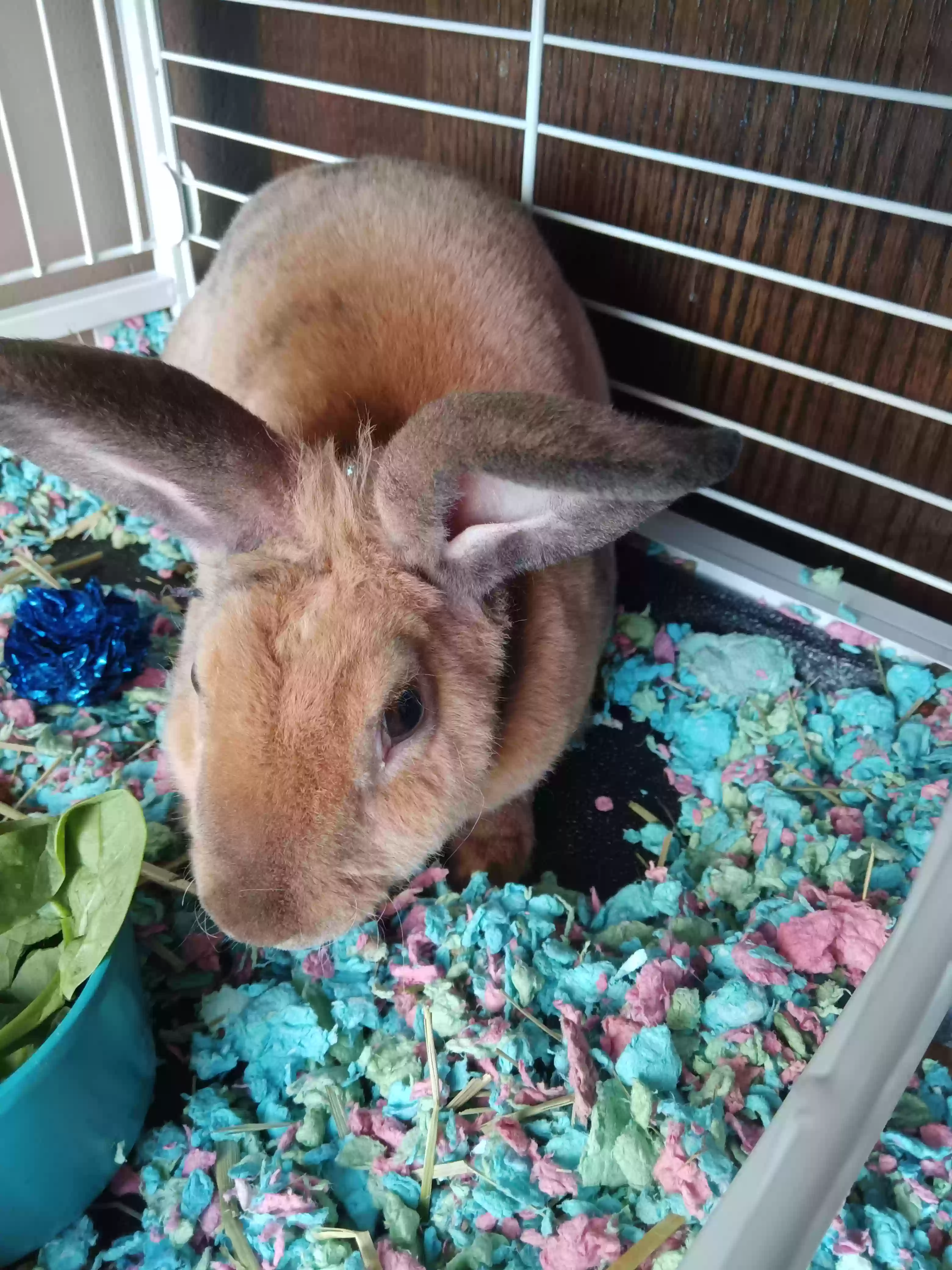 adoptable  in Bakersfield,CA named Thumper