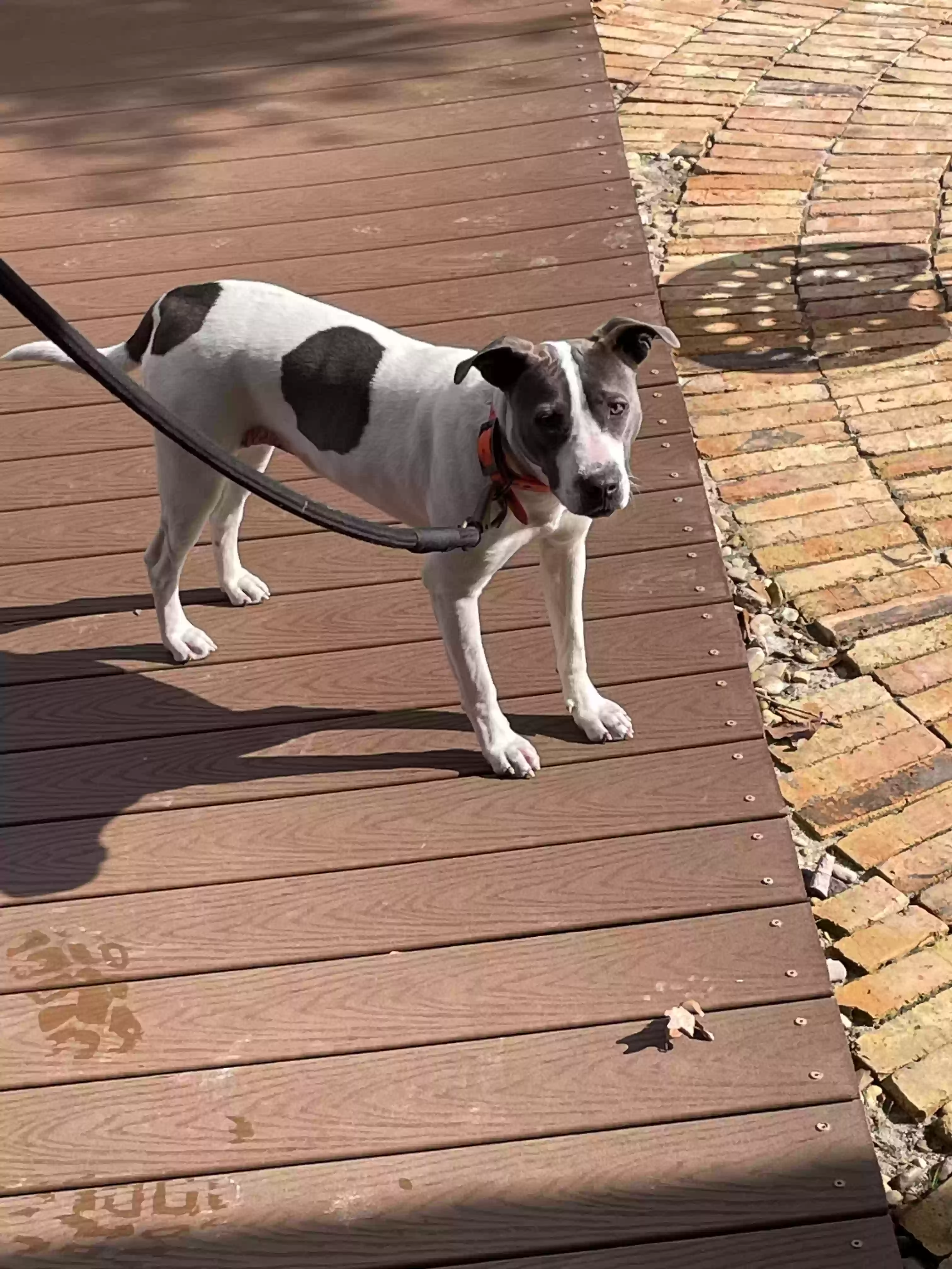 adoptable Dog in Nacogdoches,TX named Dolly