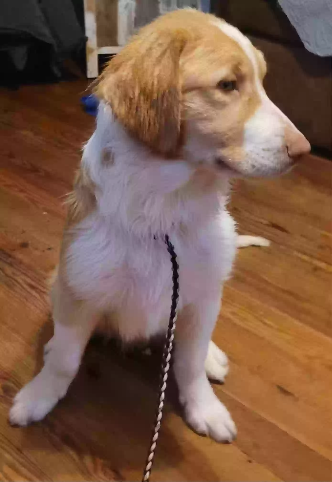 adoptable Dog in Ellendale,DE named Glacier