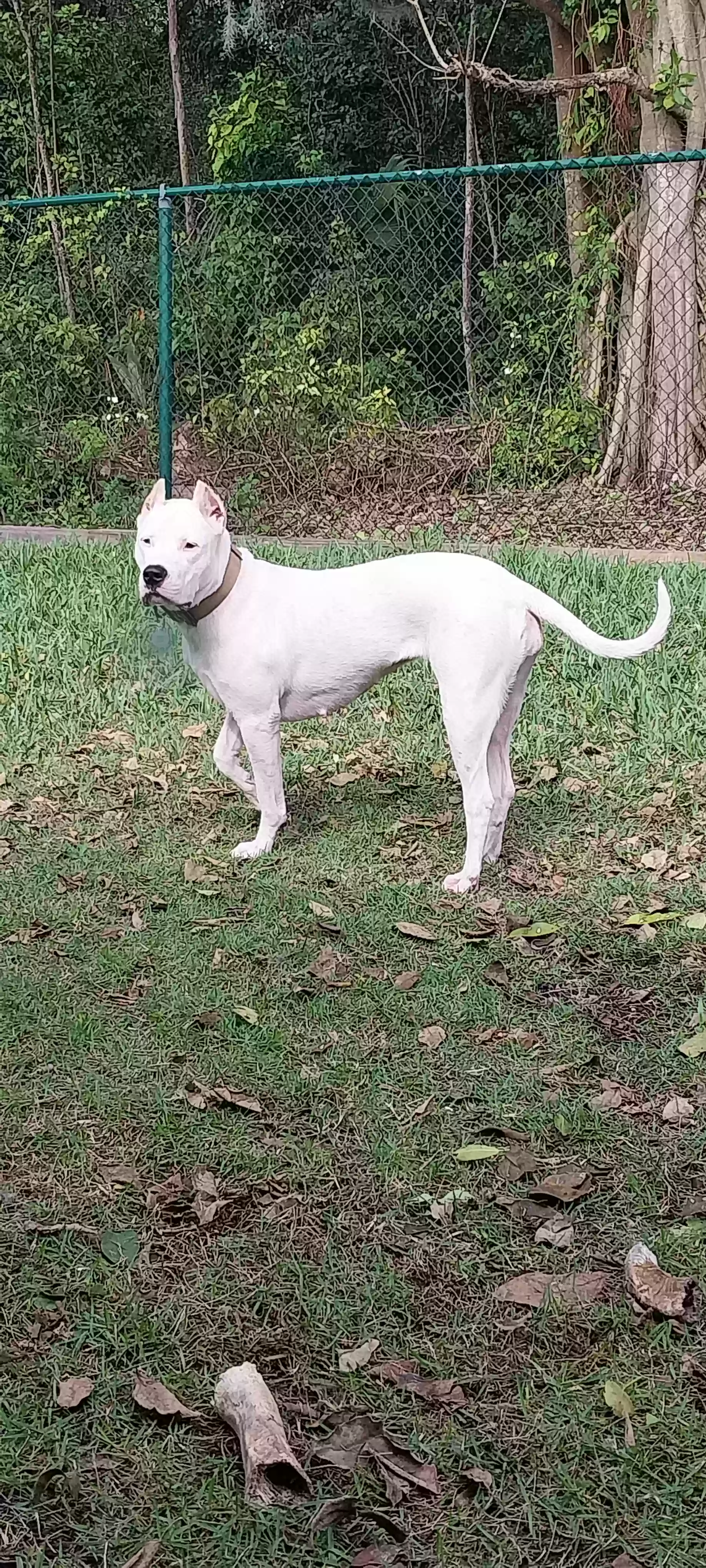 adoptable Dog in Miami,FL named Blanca