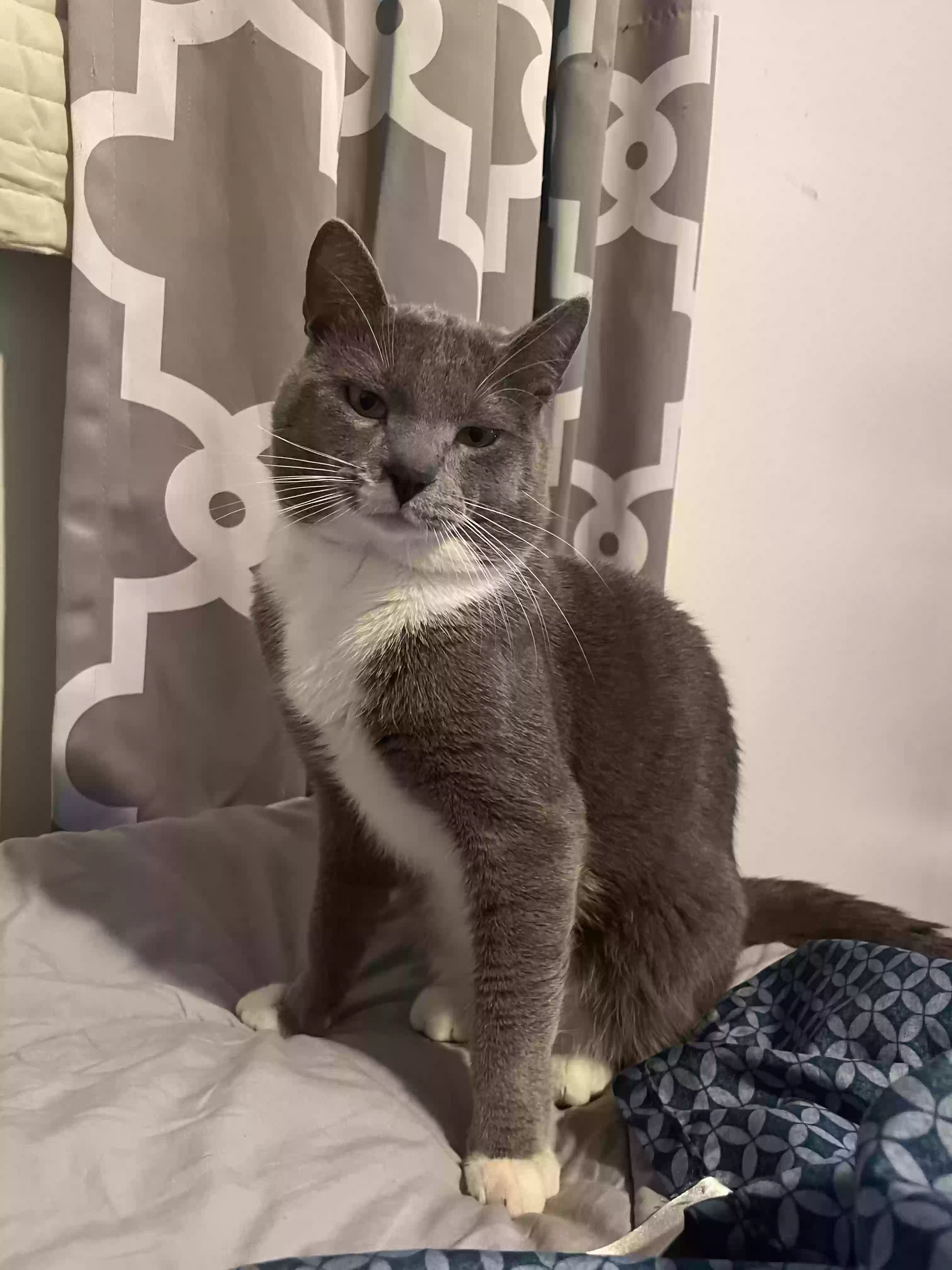 adoptable Cat in Haines City,FL named Smokey