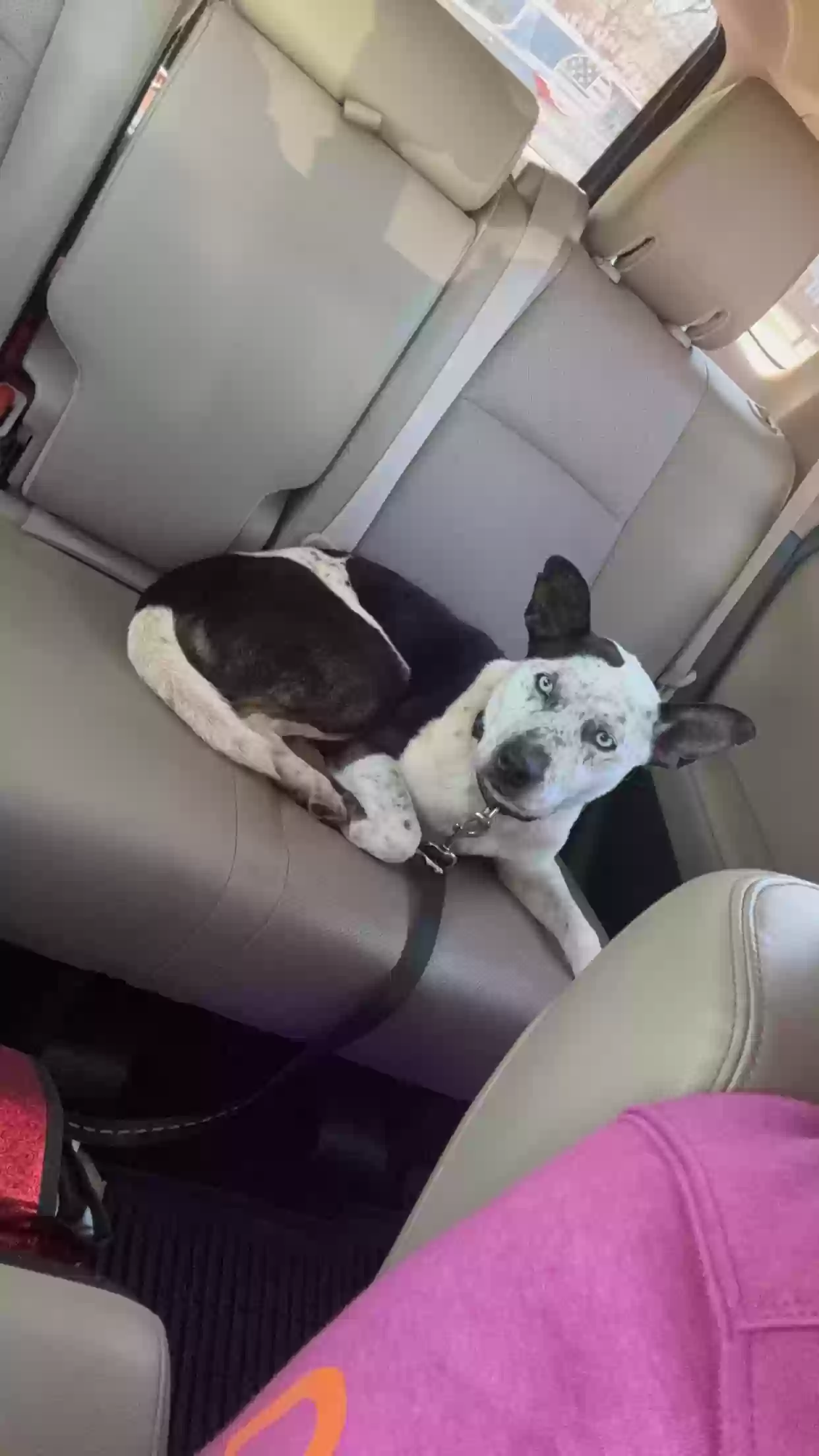 adoptable Dog in Conover,NC named Canyon