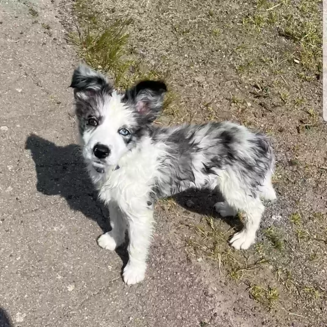 adoptable Dog in Santa Fe,TX named Melly