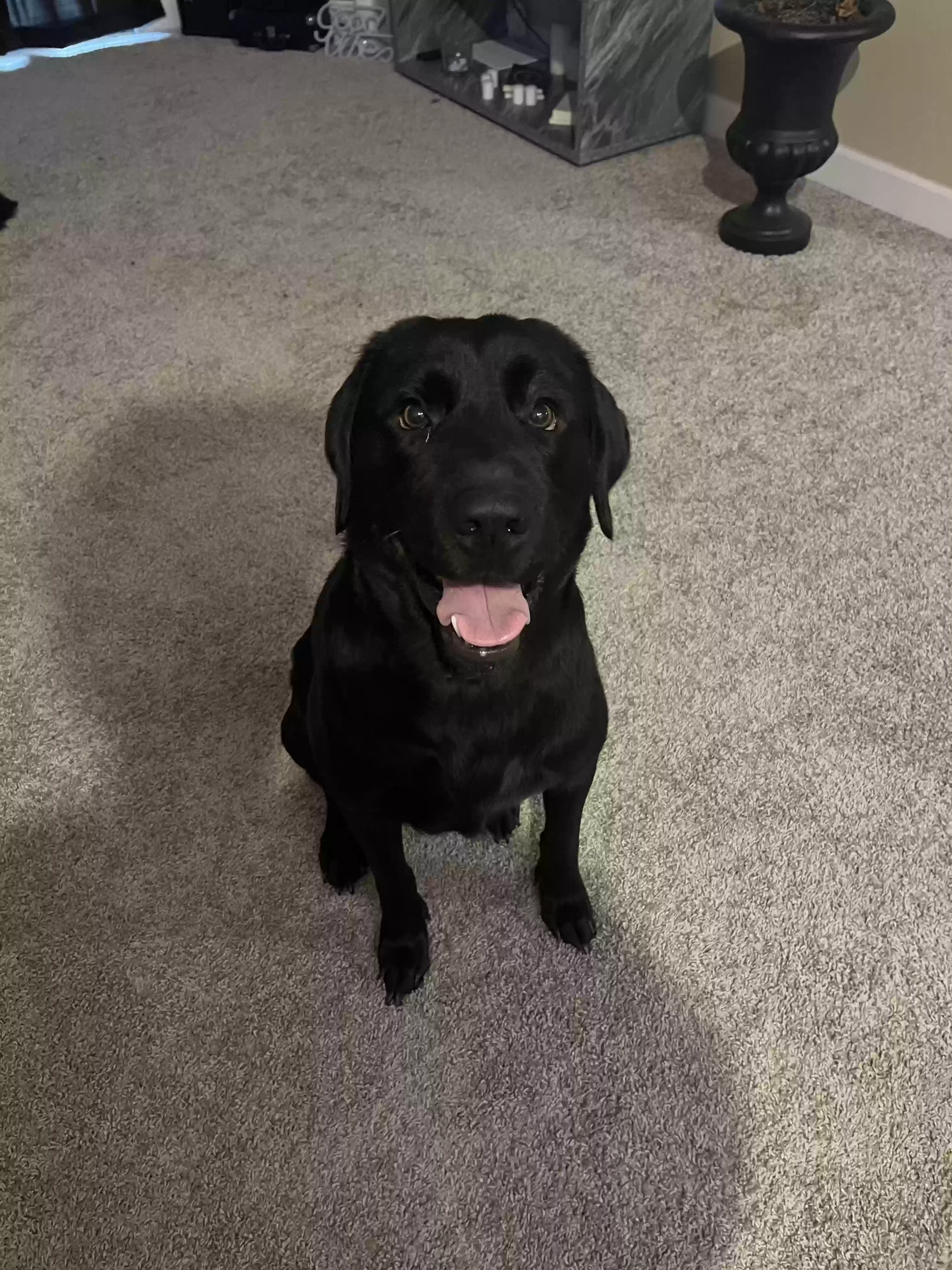 adoptable Dog in Buckhead,GA named Kodak