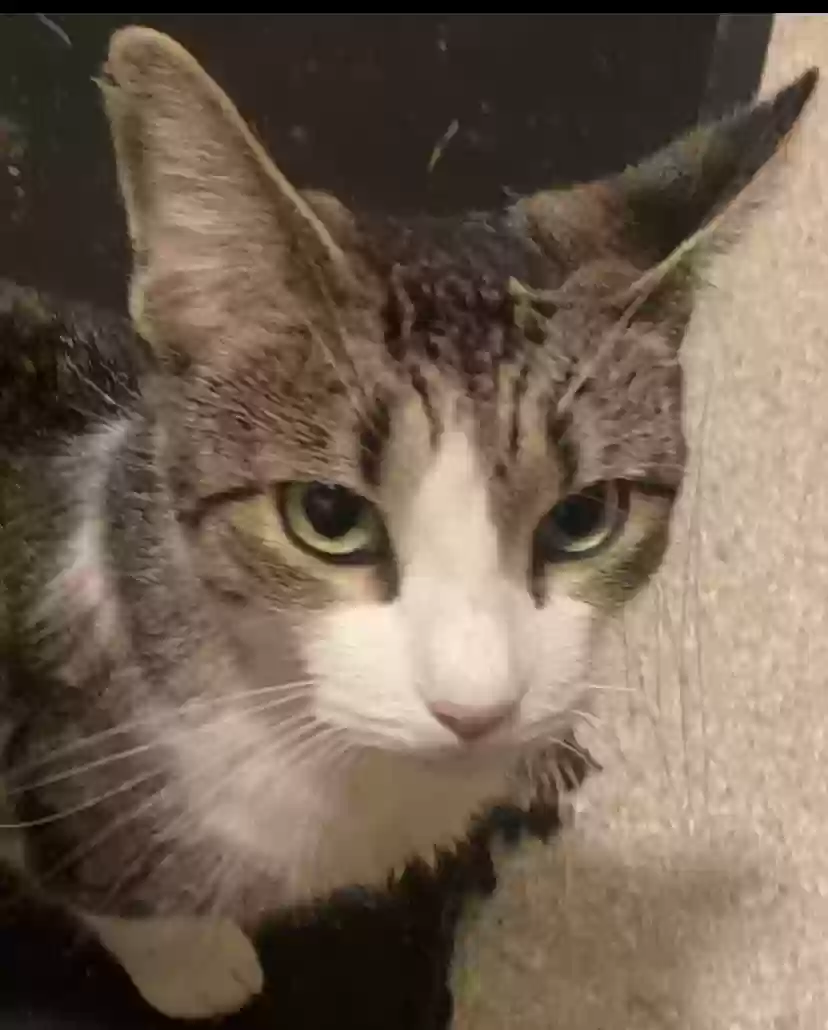 adoptable Cat in Binghamton,NY named Princess,