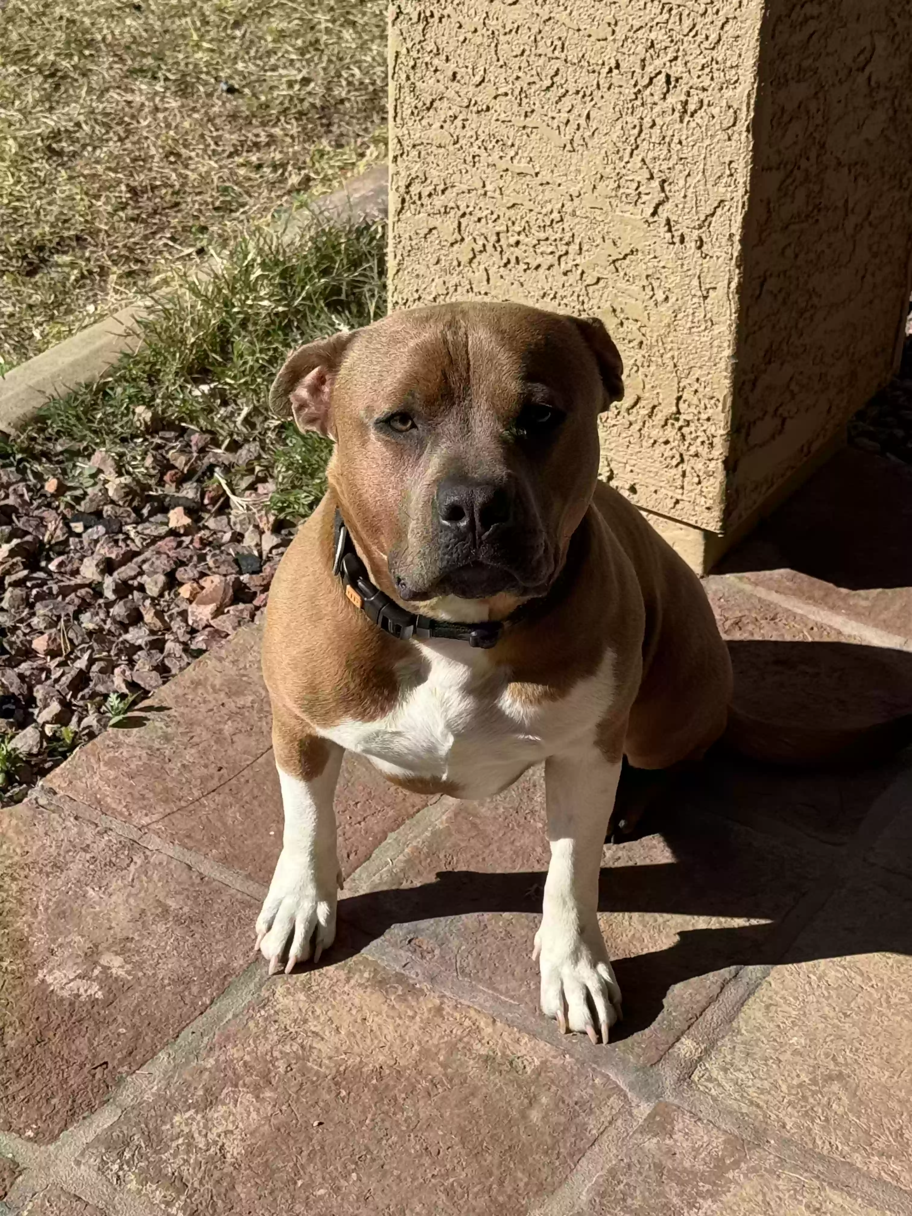 adoptable Dog in Mesa,AZ named Benny