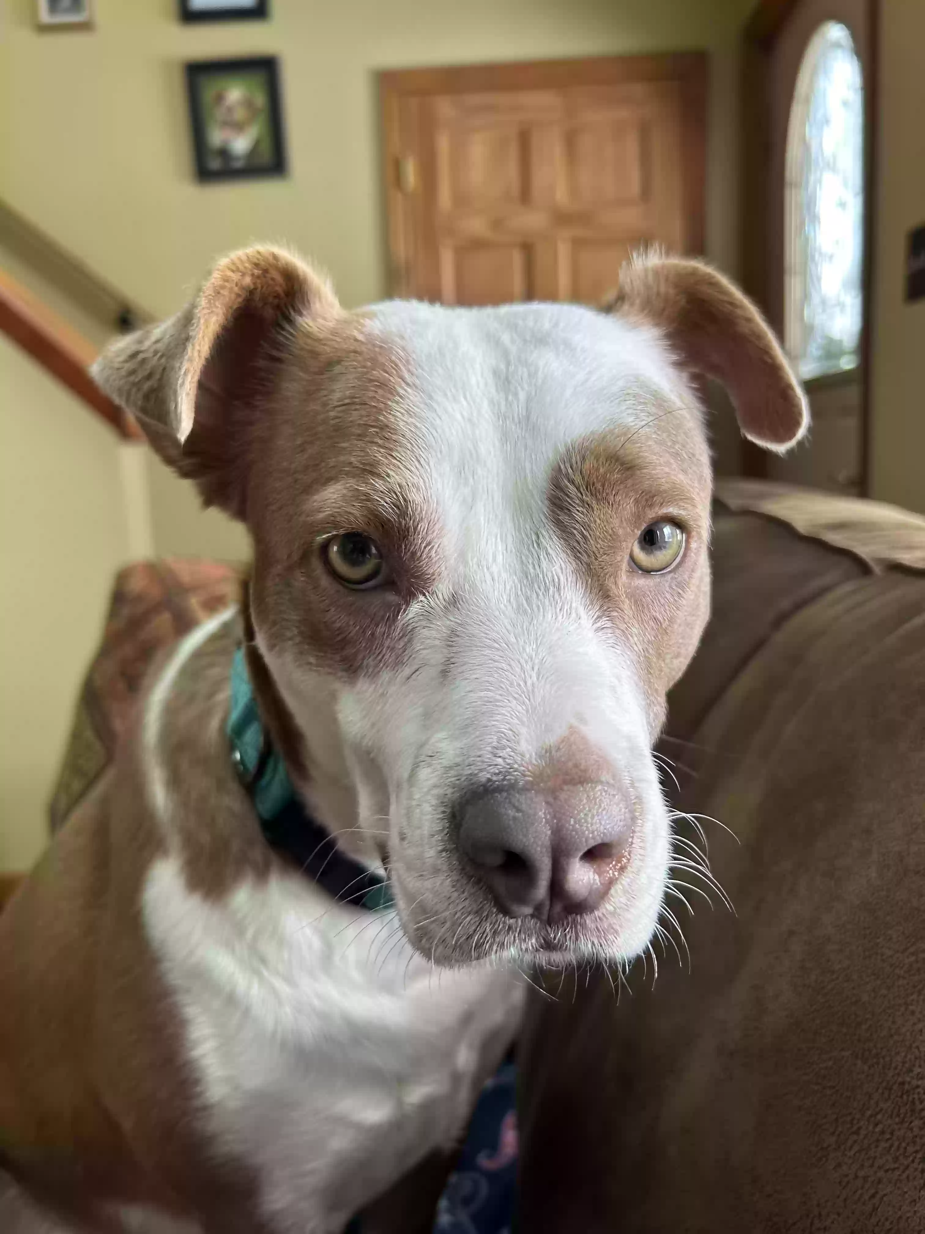 adoptable Dog in Canastota,NY named Phoebe