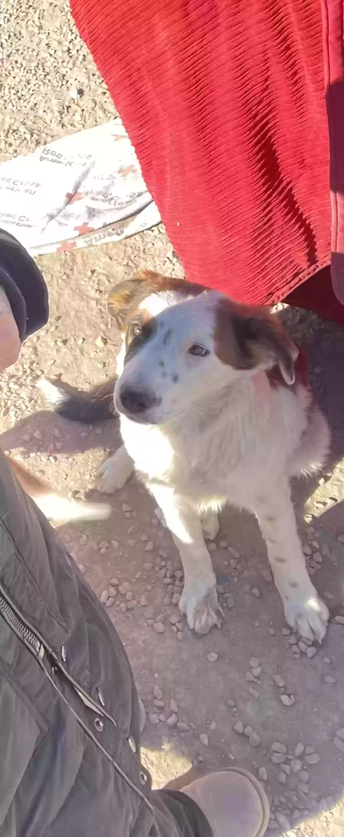 adoptable Dog in Estancia,NM named eevee