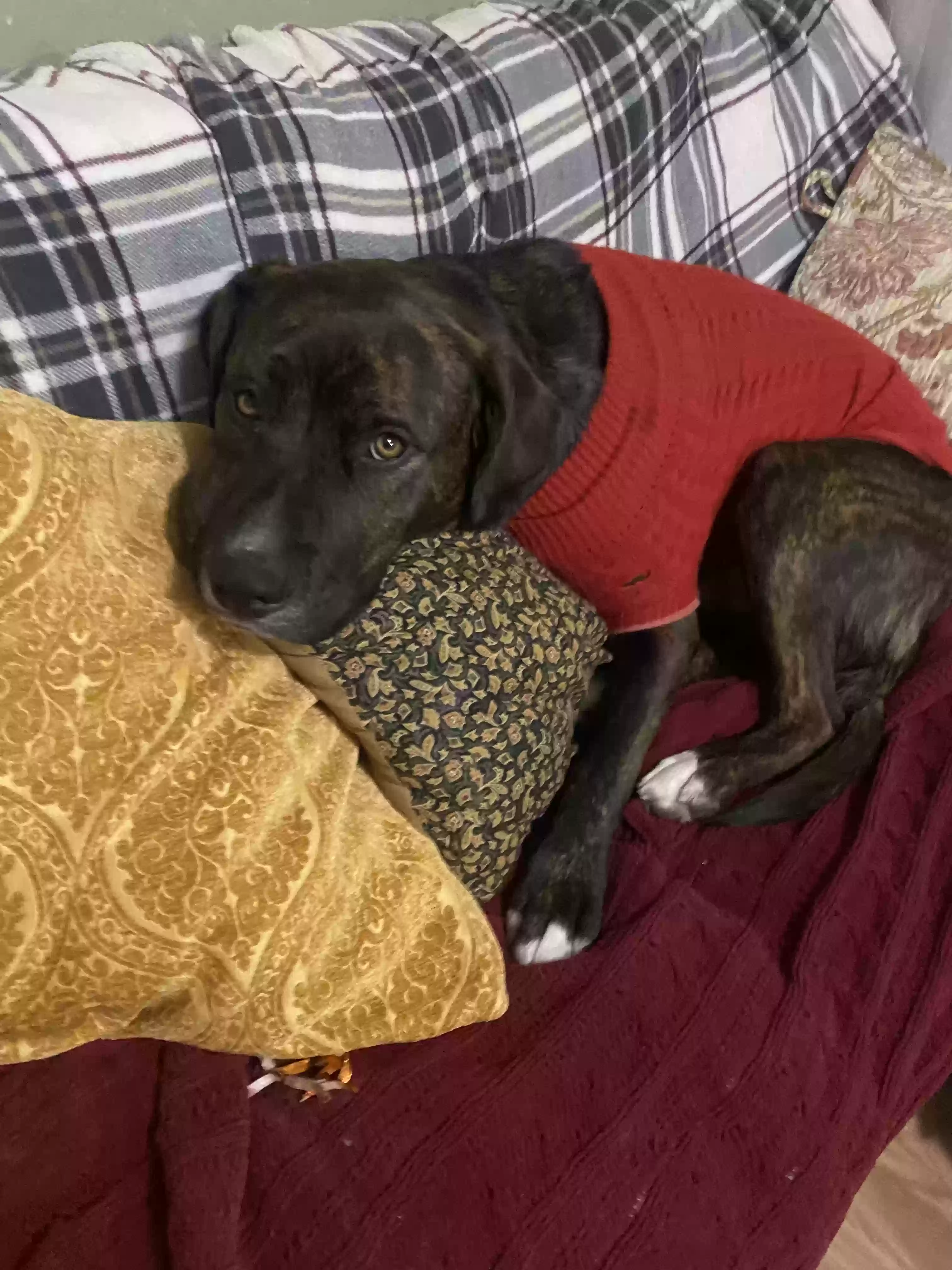 adoptable Dog in Blythe,CA named Zeus
