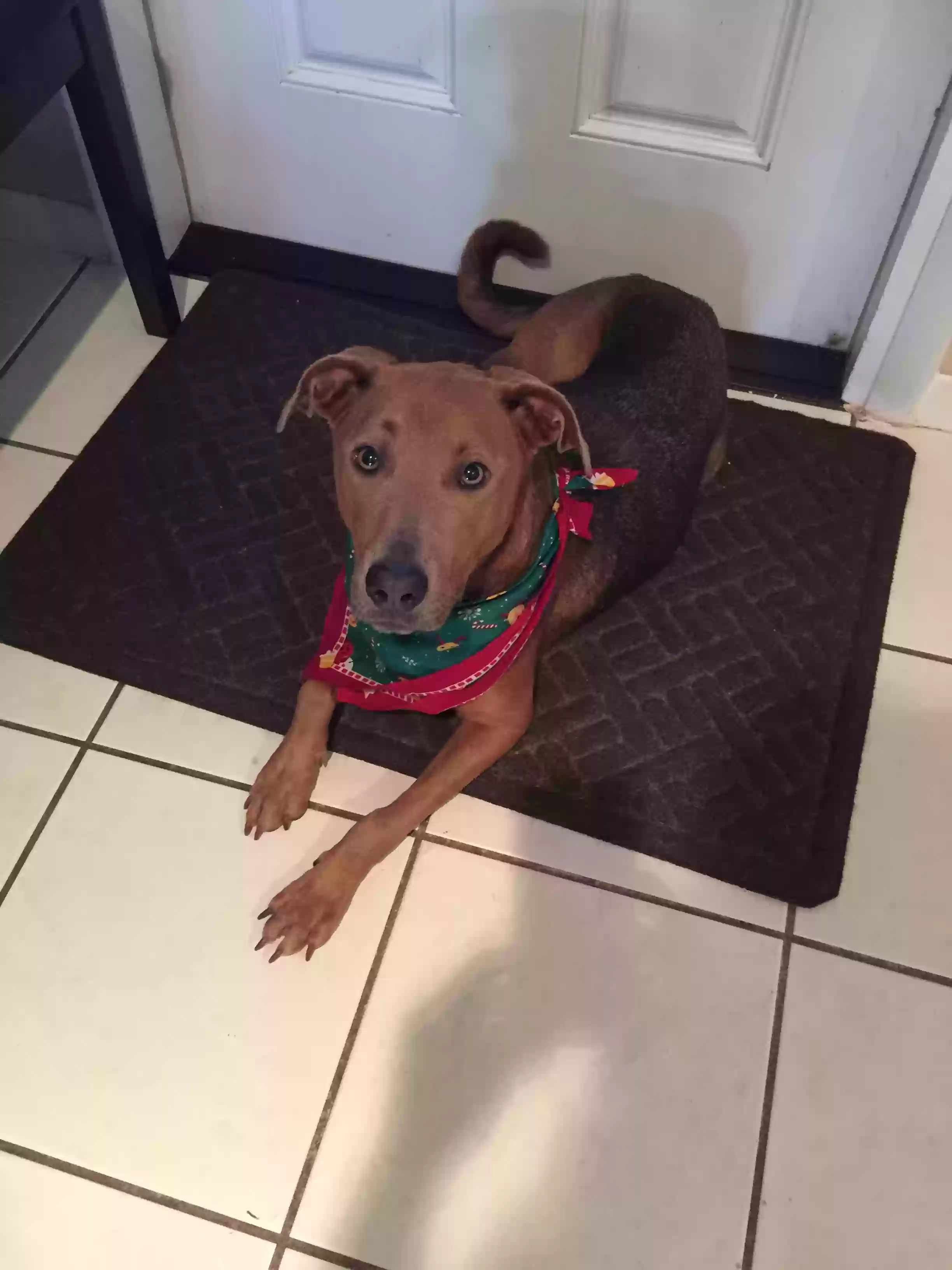 adoptable Dog in Fort Lauderdale,FL named Lulu