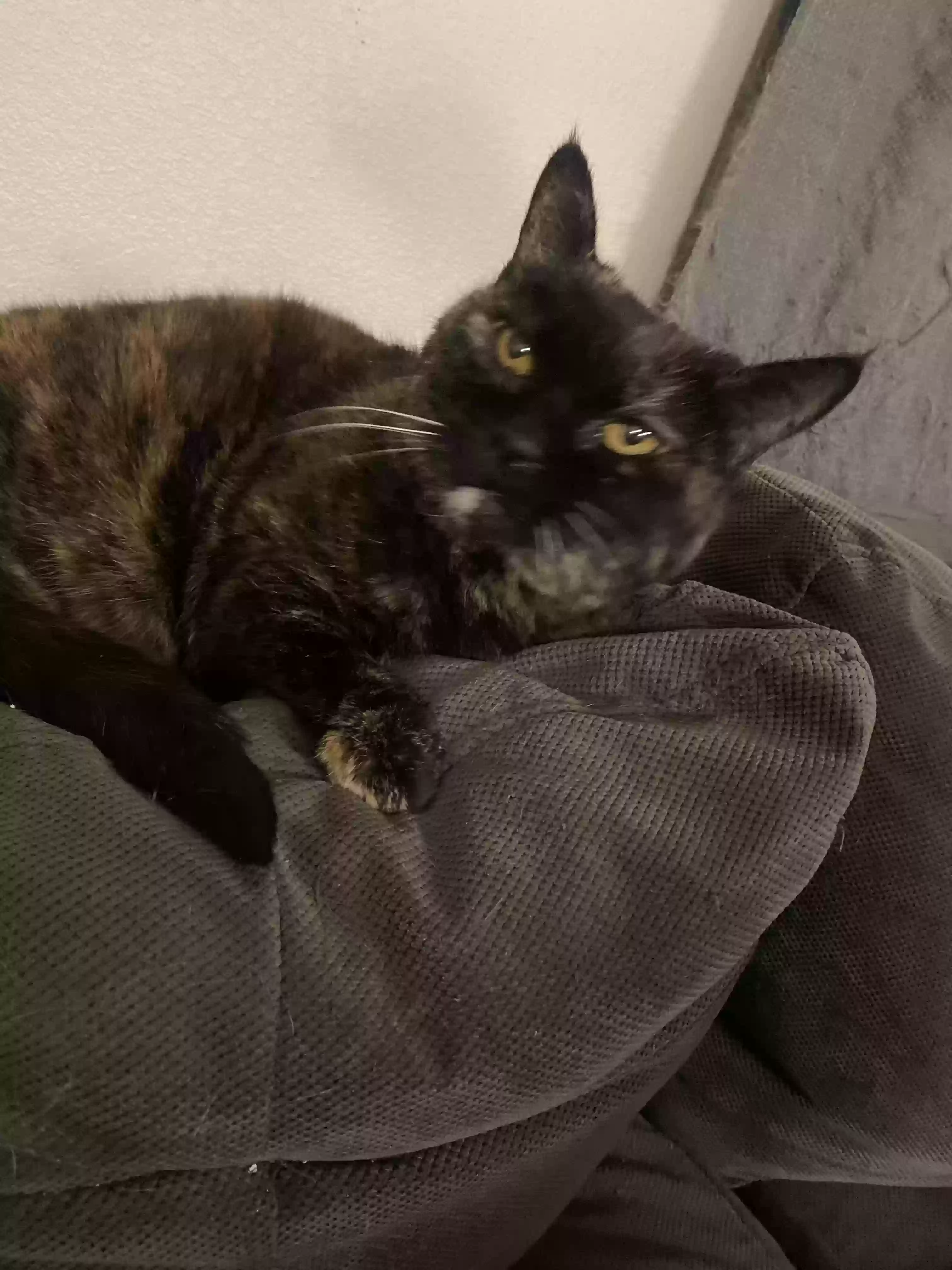 adoptable Cat in Albuquerque,NM named Lydia