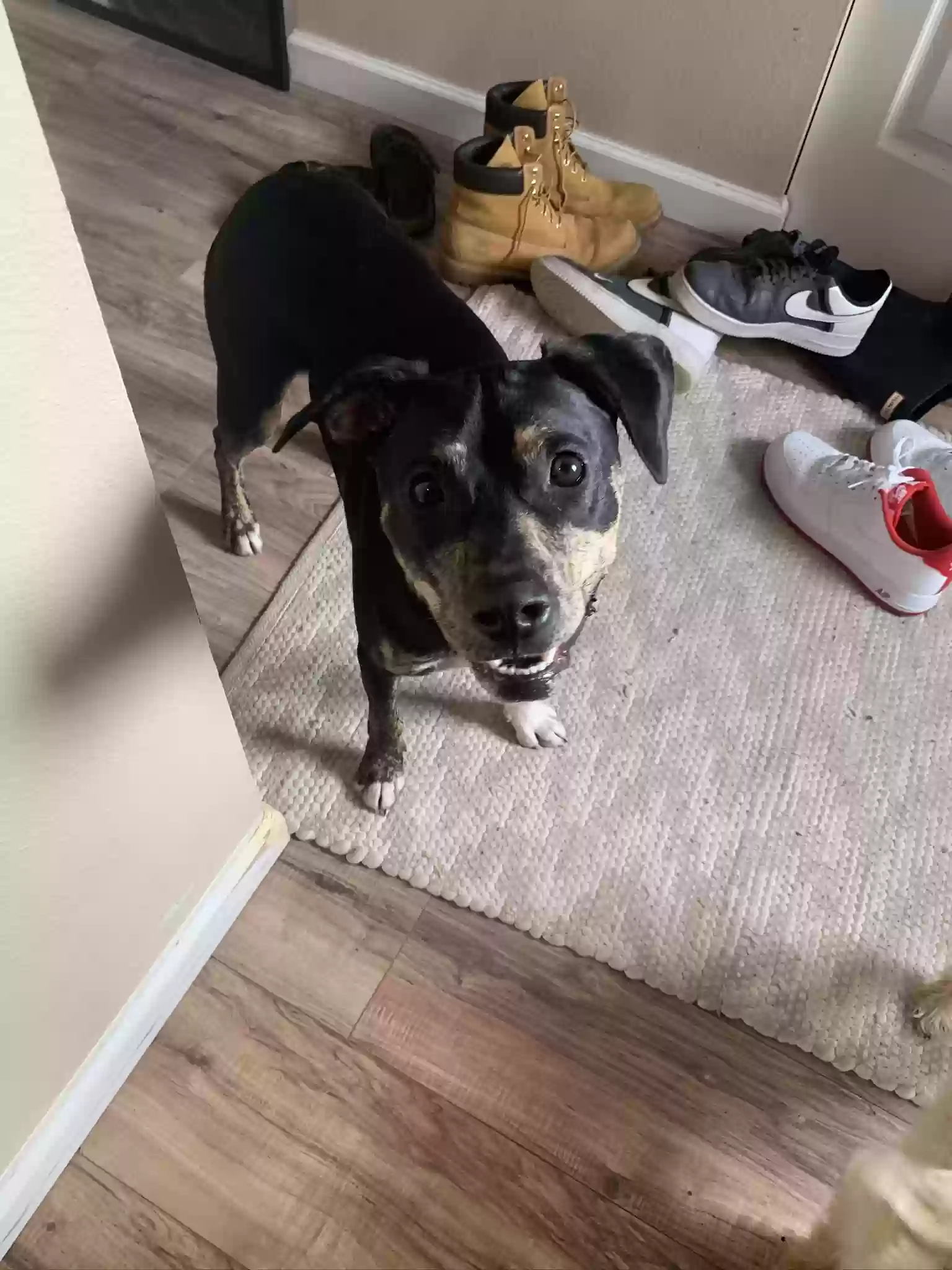 adoptable Dog in Parker,CO named Finn
