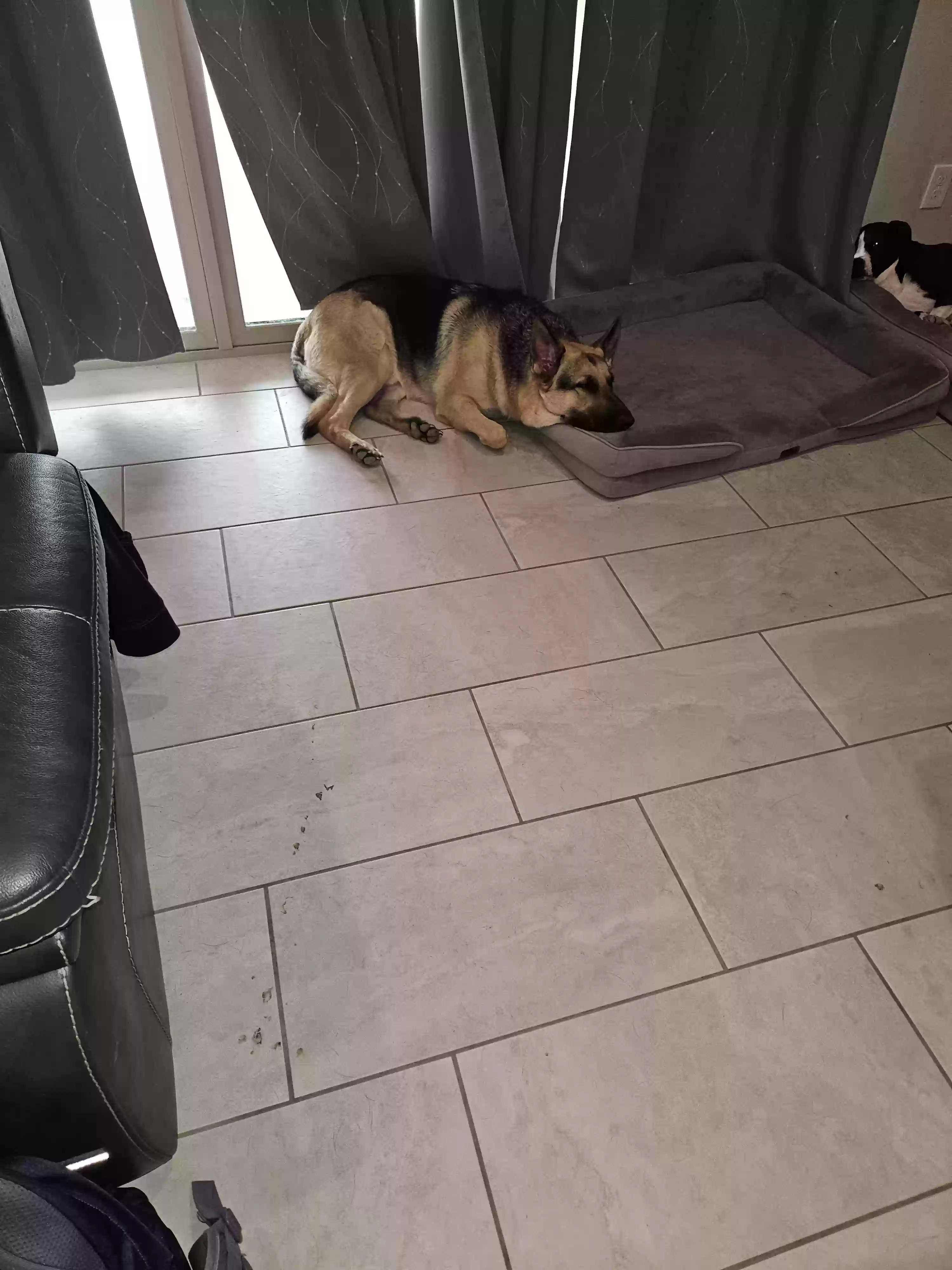adoptable Dog in Goodyear,AZ named Bailey