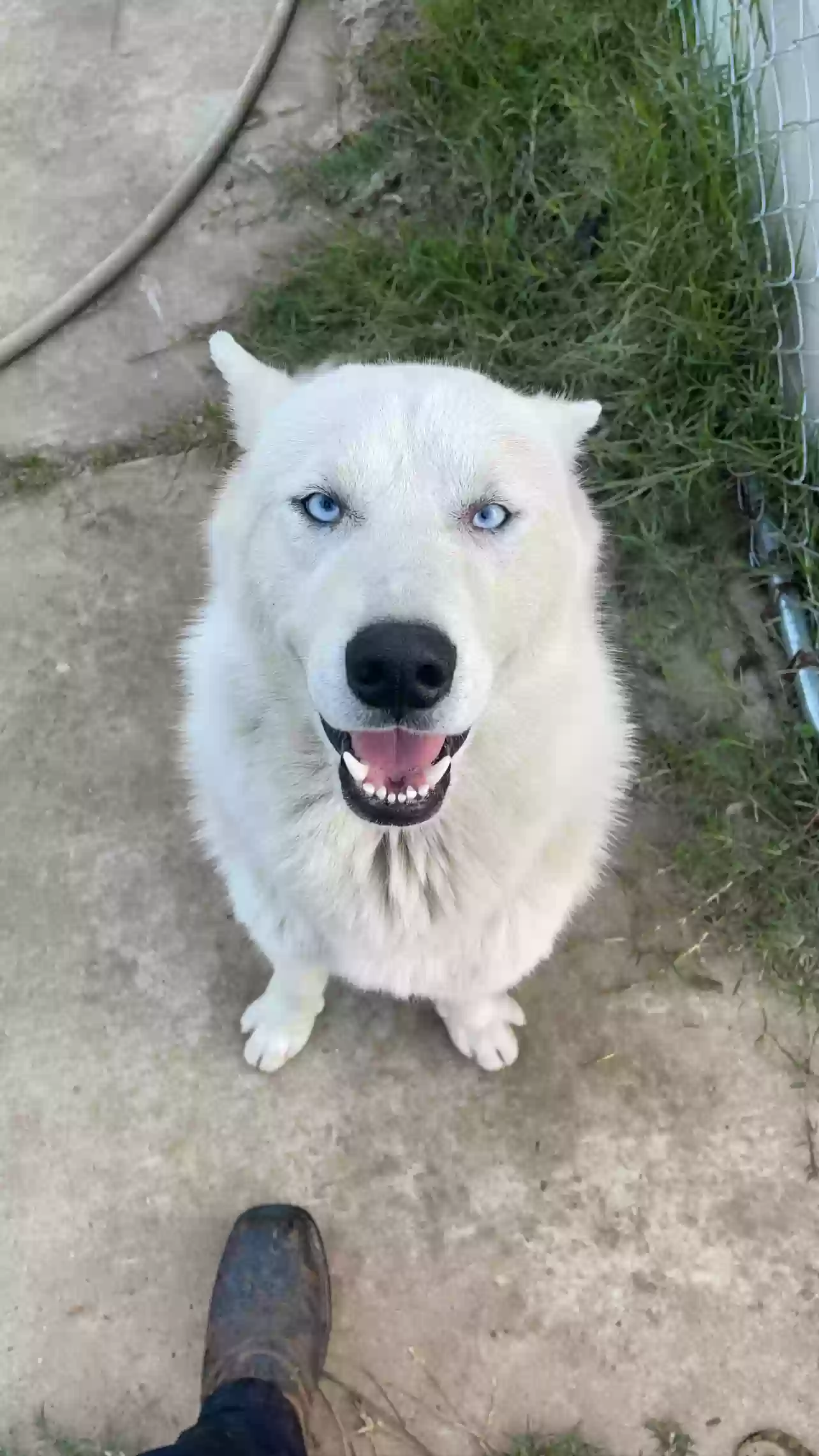 adoptable Dog in Stockton,CA named Enzo