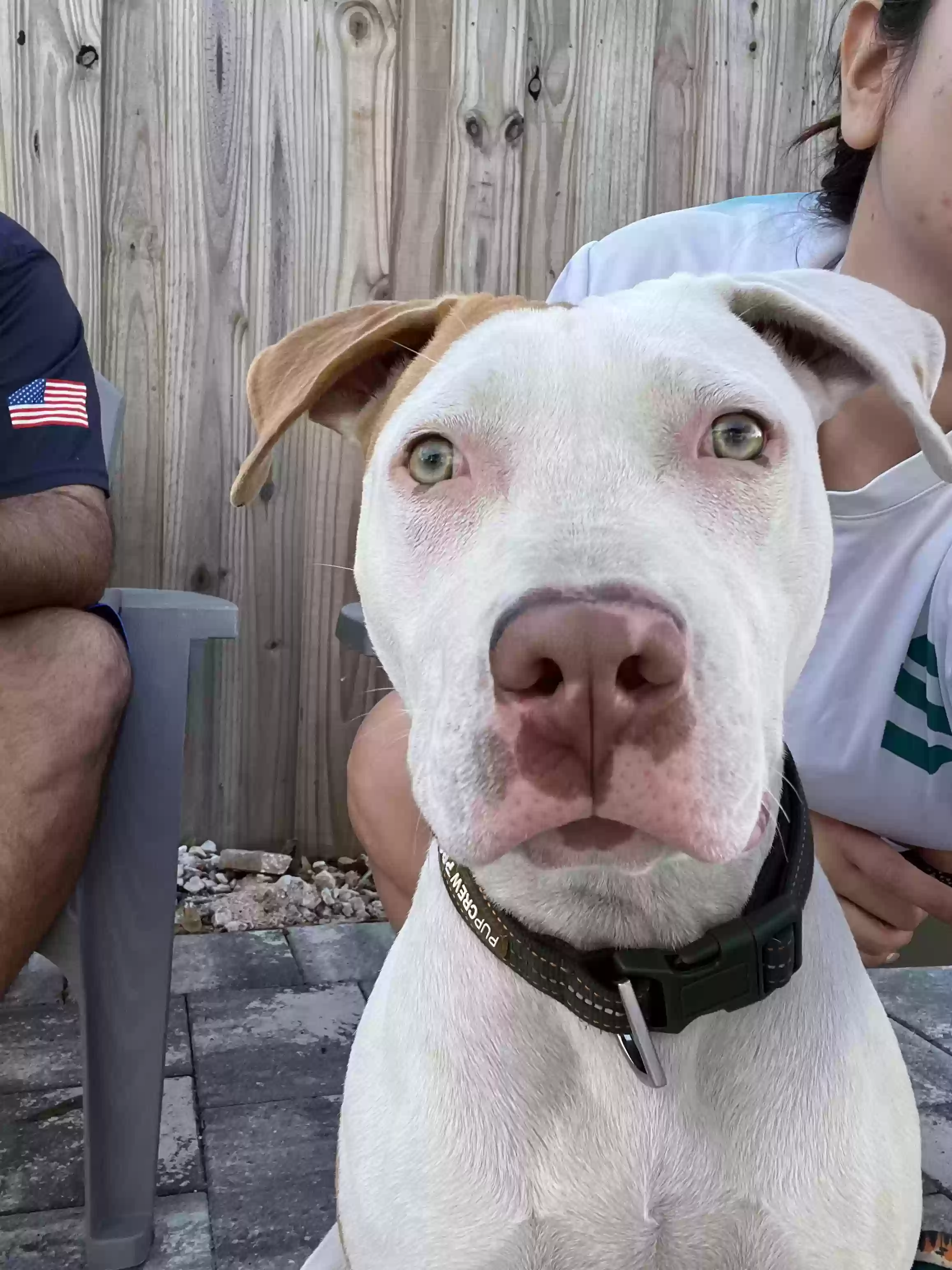 adoptable Dog in Fort Lauderdale,FL named 