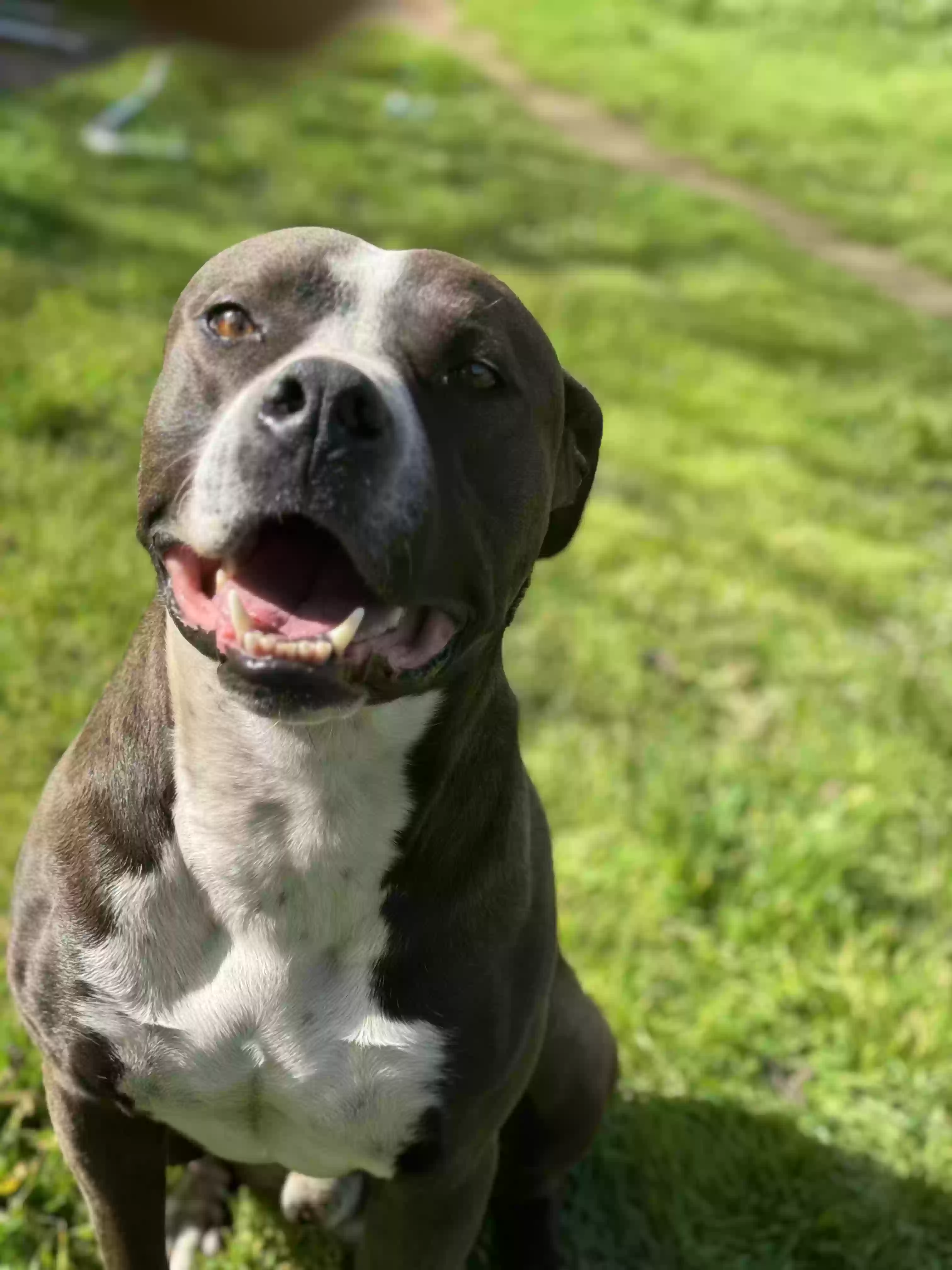 adoptable Dog in Riverside,CA named Hussle