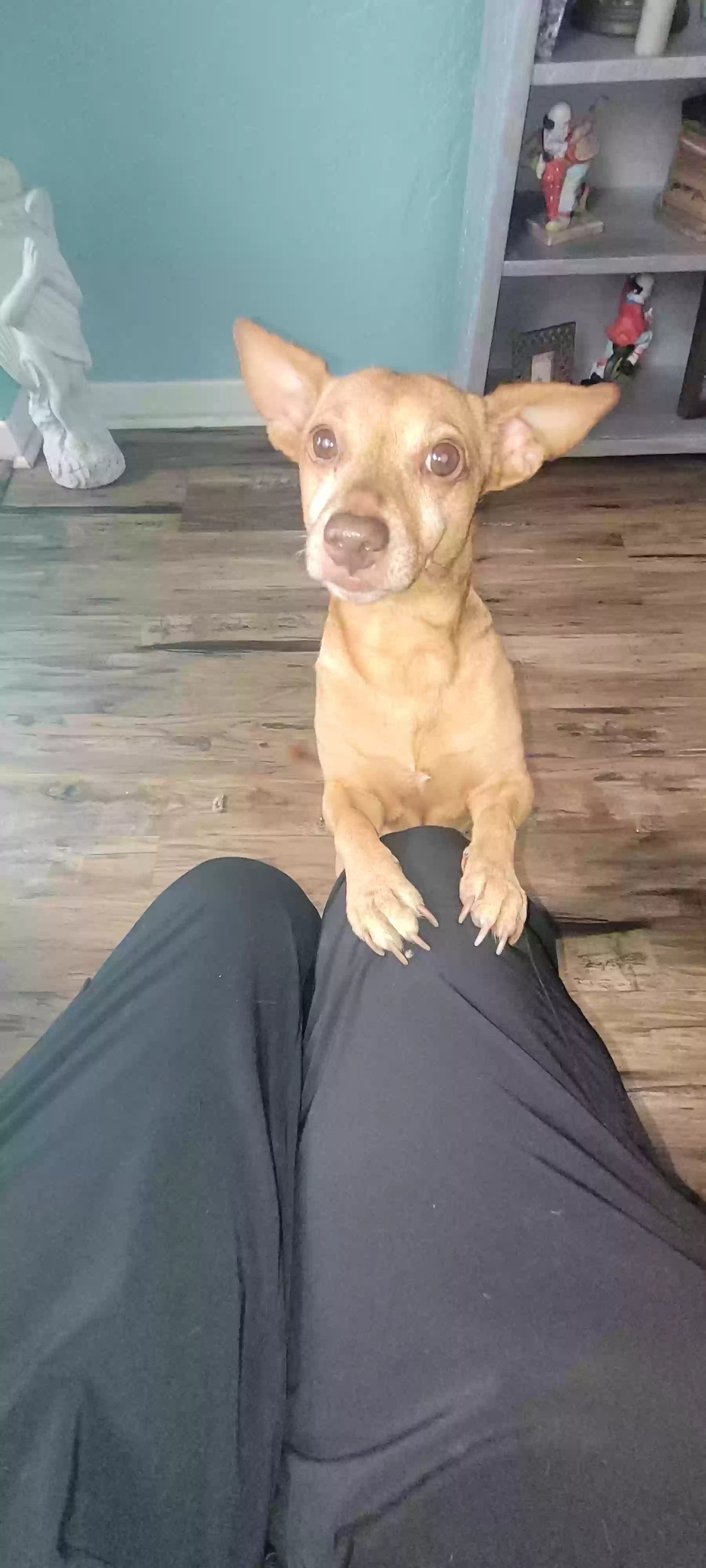 adoptable Dog in Daytona Beach,FL named Peanut