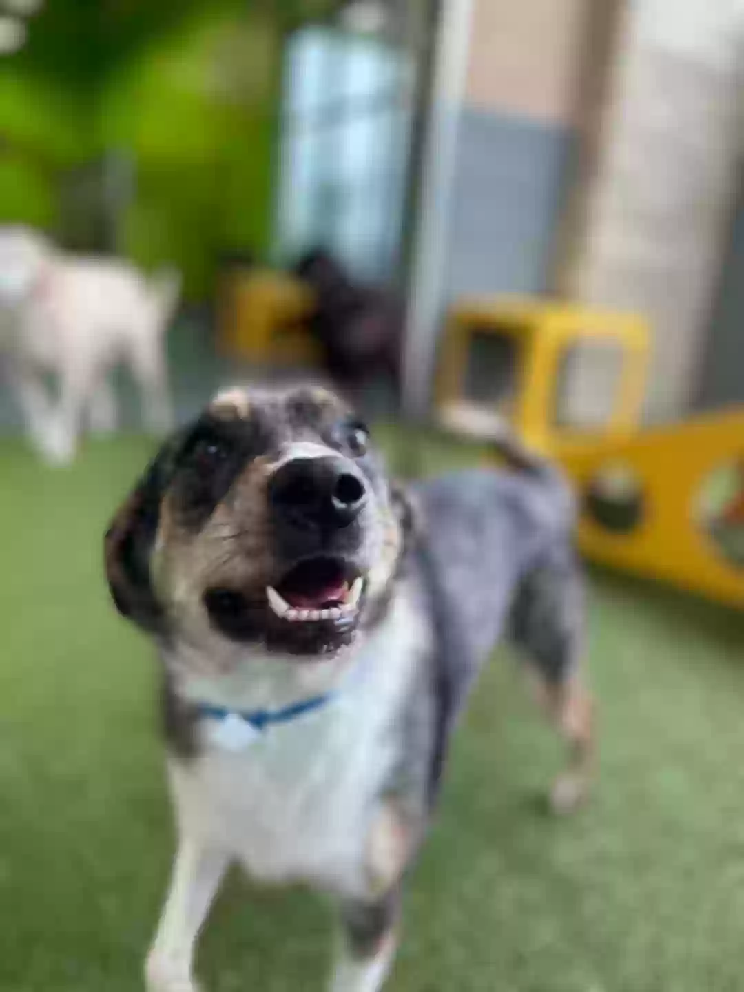 adoptable Dog in Arlington,TX named HANK