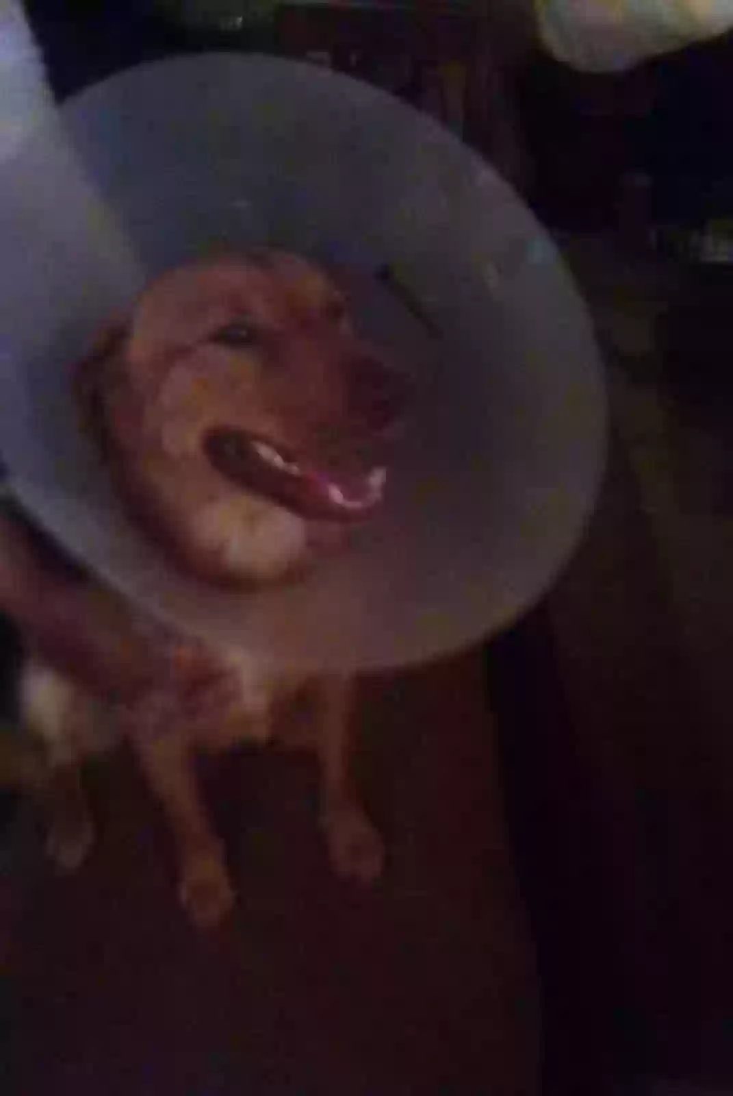 adoptable Dog in Texarkana,TX named Draco