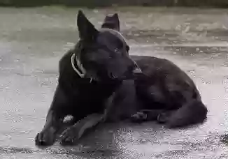 adoptable Dog in Salem,OR named Nova