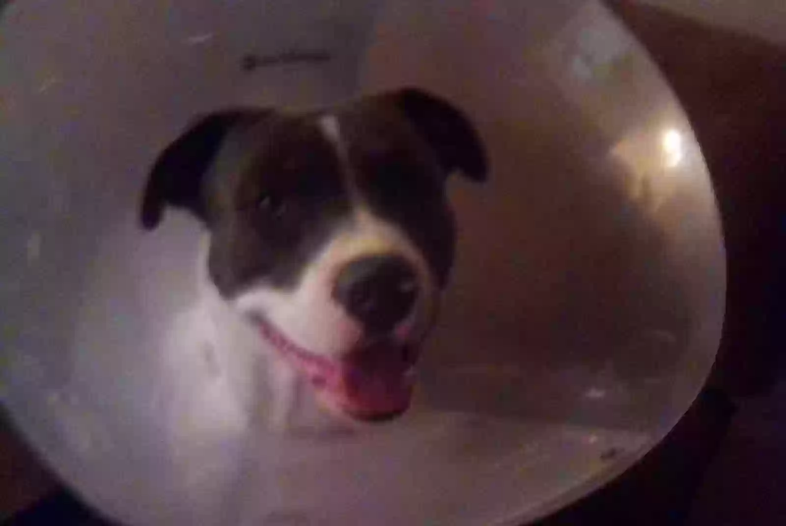 adoptable Dog in Texarkana,TX named Boosie