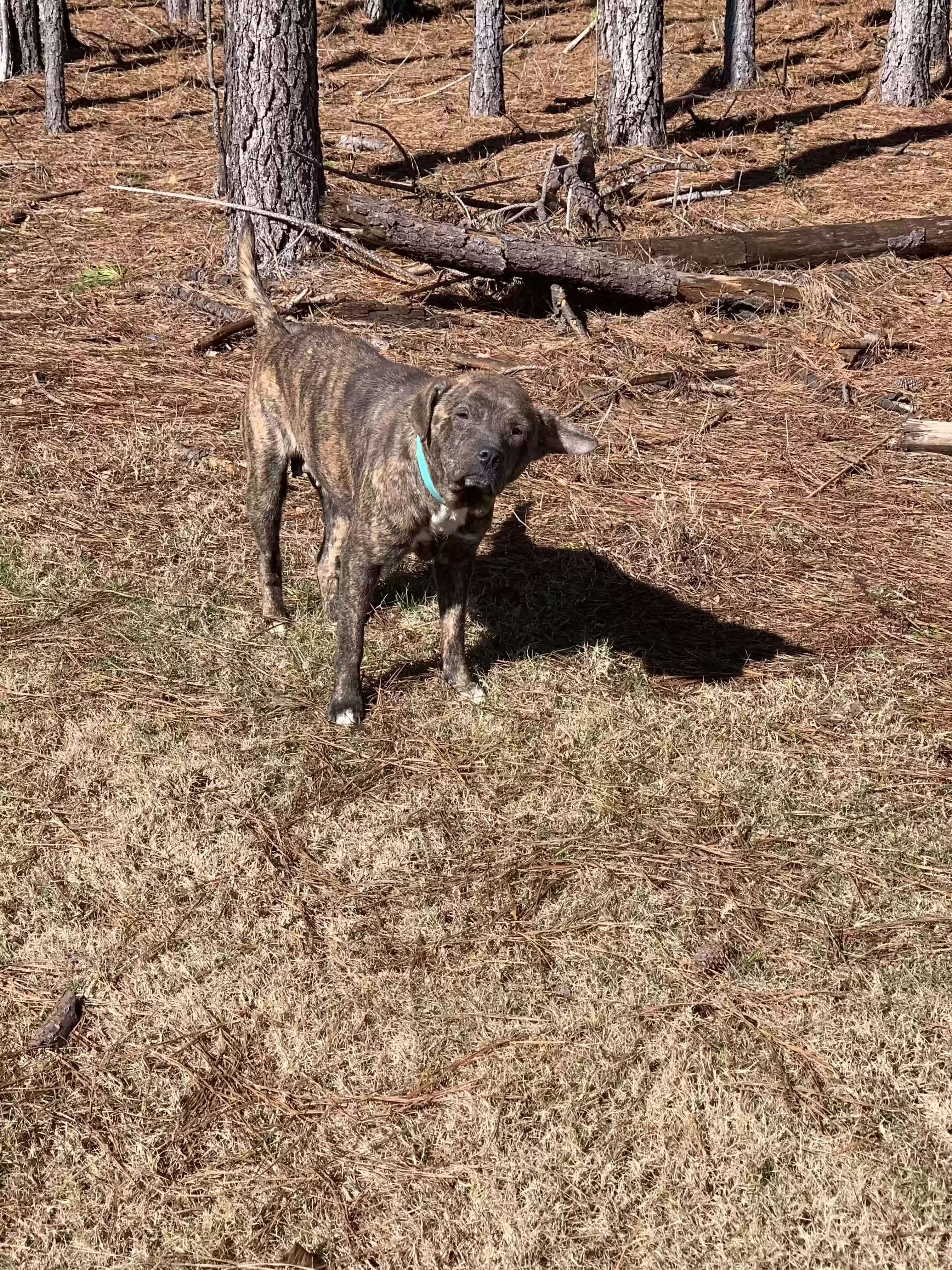 adoptable Dog in Williamson,GA named Nala