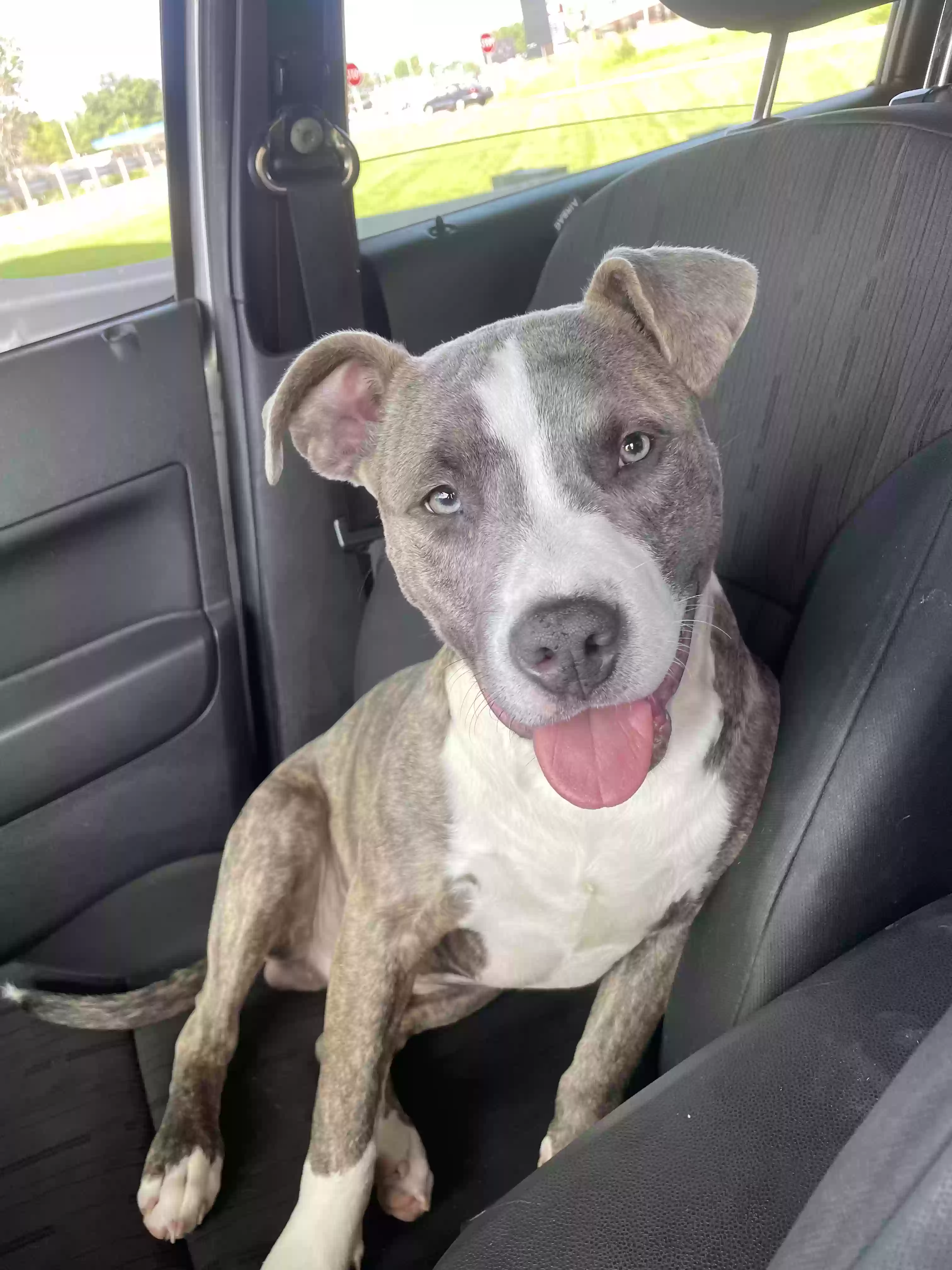 adoptable Dog in Saint Louis,MO named Prince