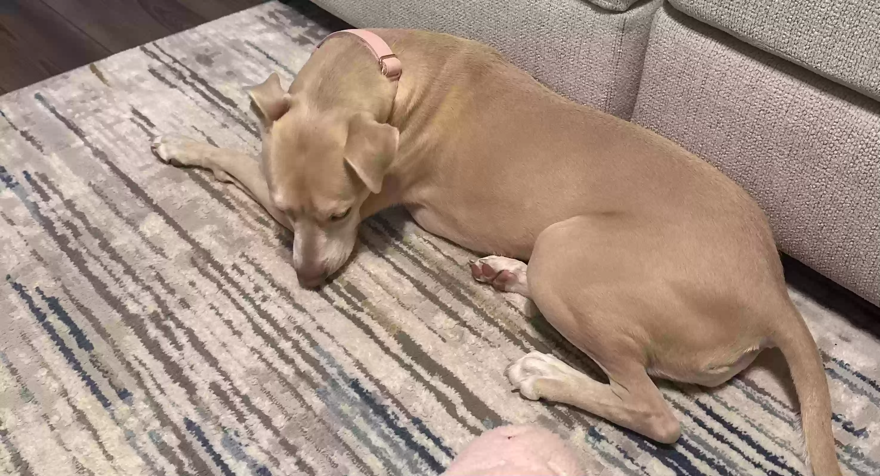 adoptable Dog in Hampton,GA named Penny