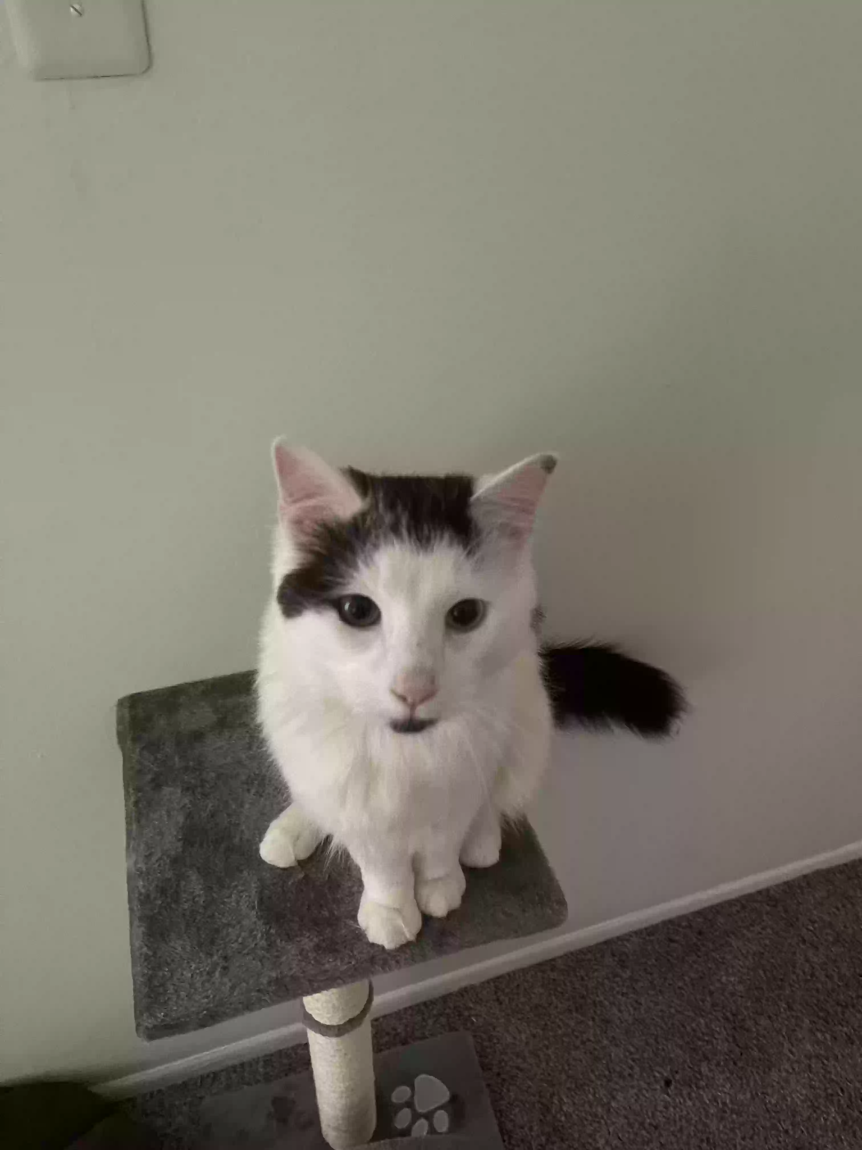 adoptable Cat in Sterling Heights,MI named Sage