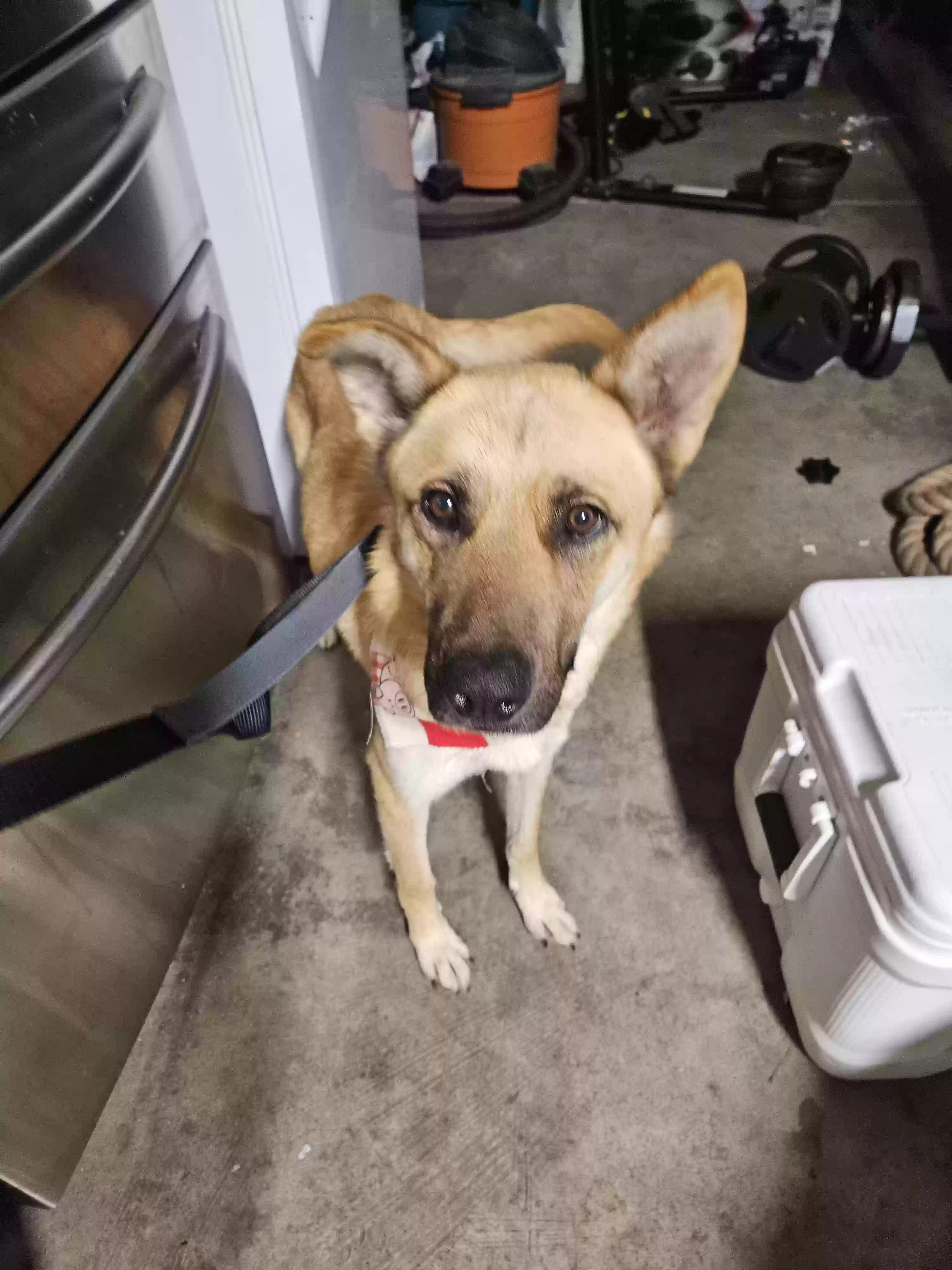 adoptable Dog in Victorville,CA named Unknown