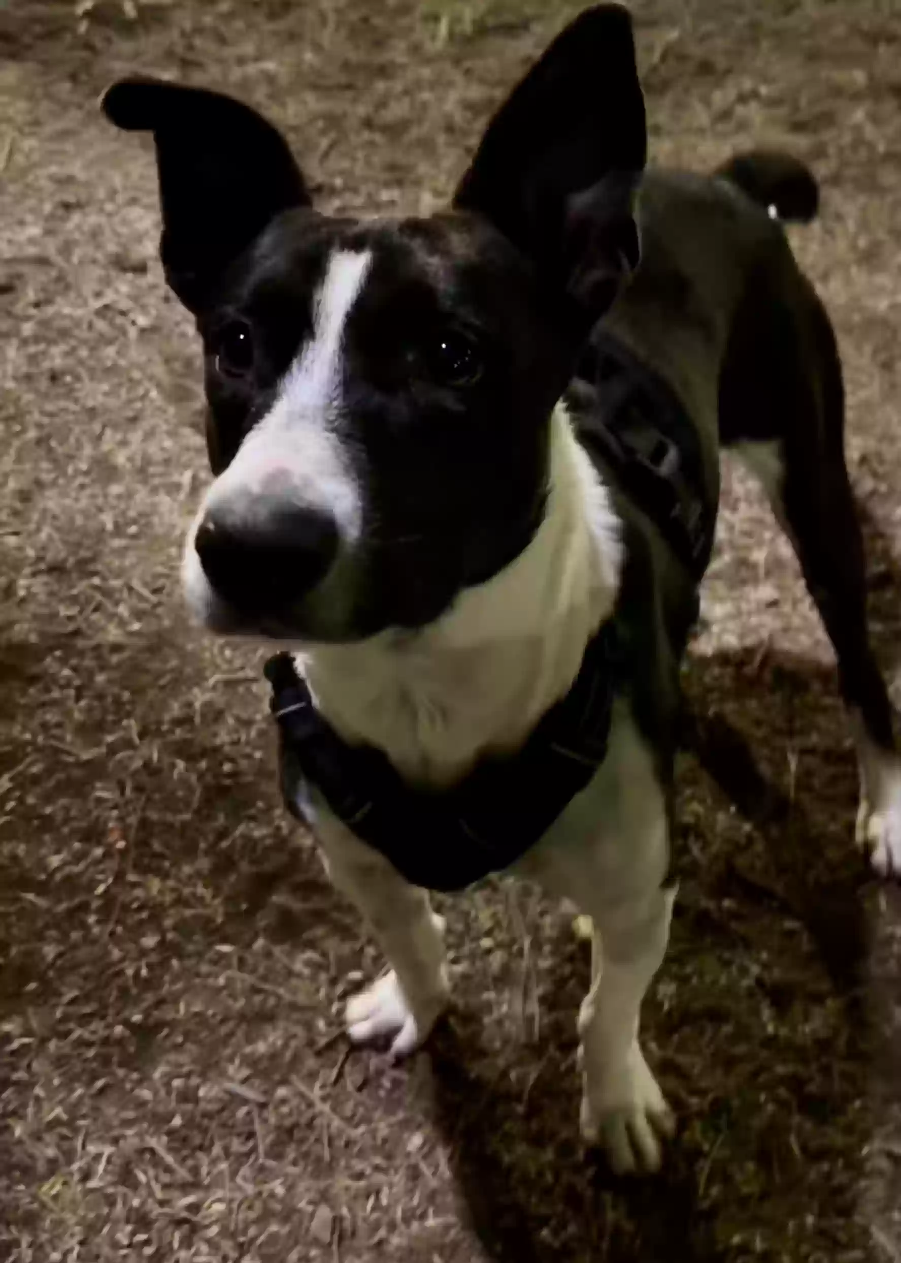 adoptable Dog in Phoenix,AZ named Atlas