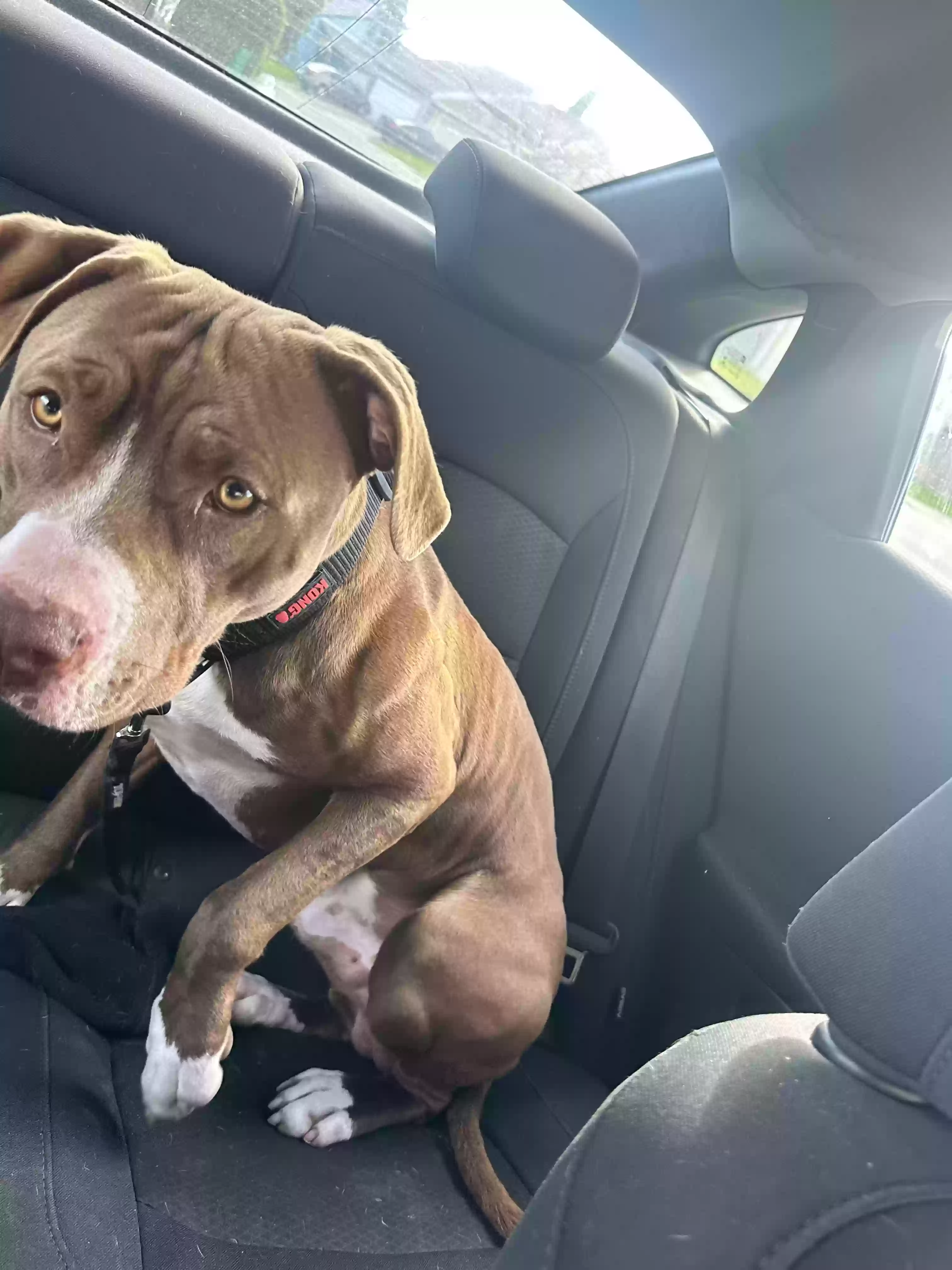 adoptable Dog in Sacramento,CA named Biggie
