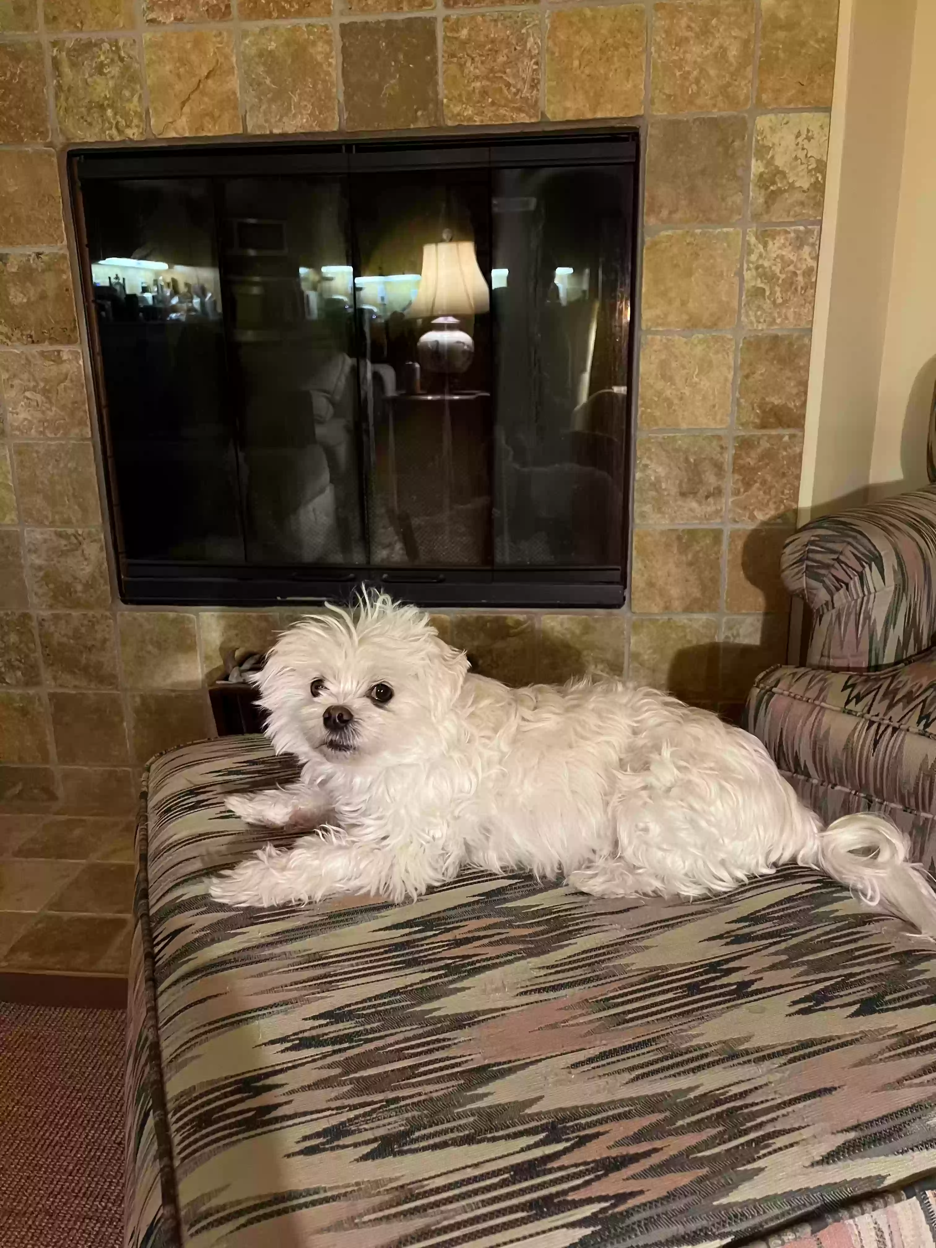 adoptable Dog in Camarillo,CA named Copi