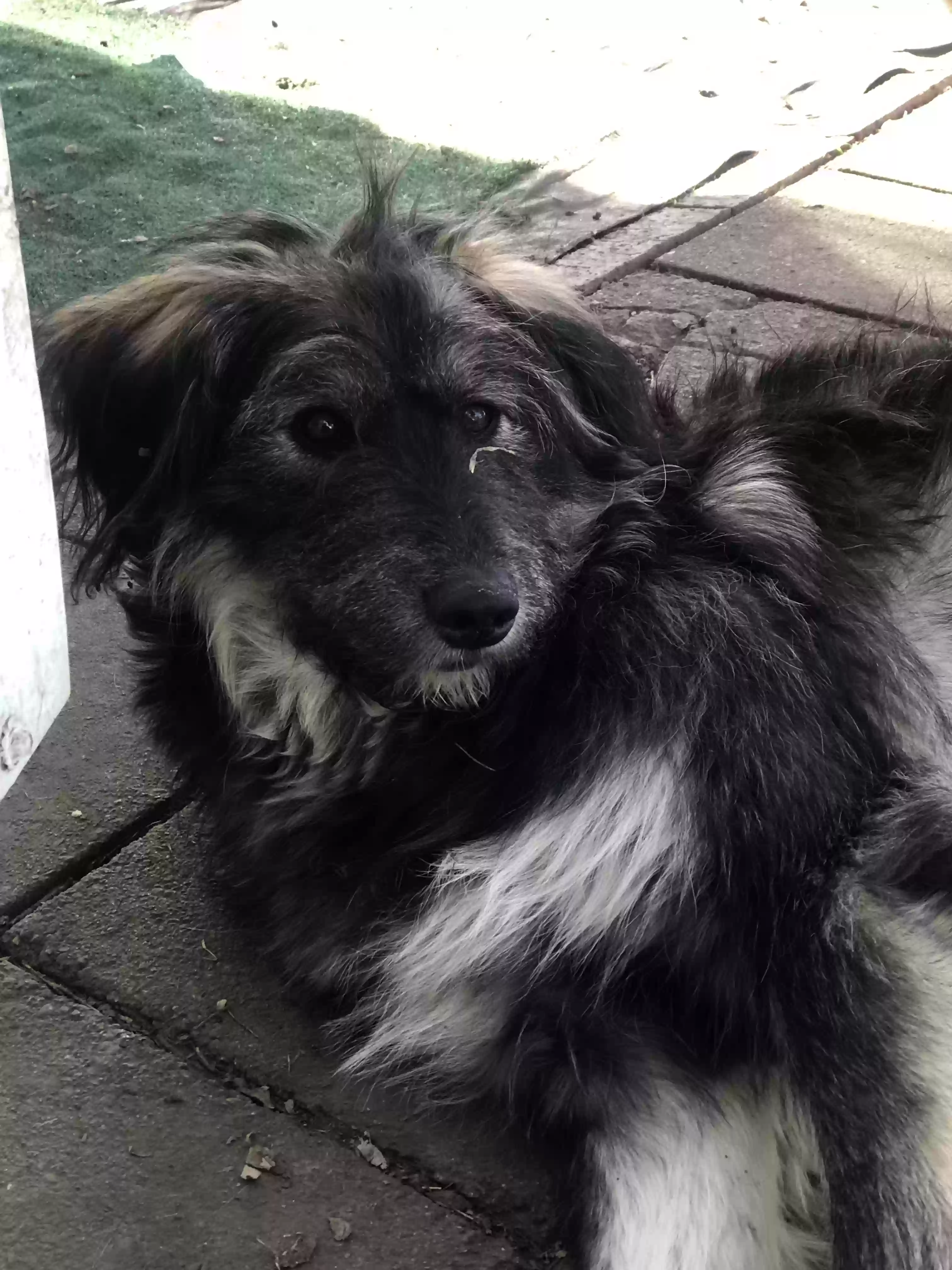 adoptable Dog in Arlington,TX named Maya
