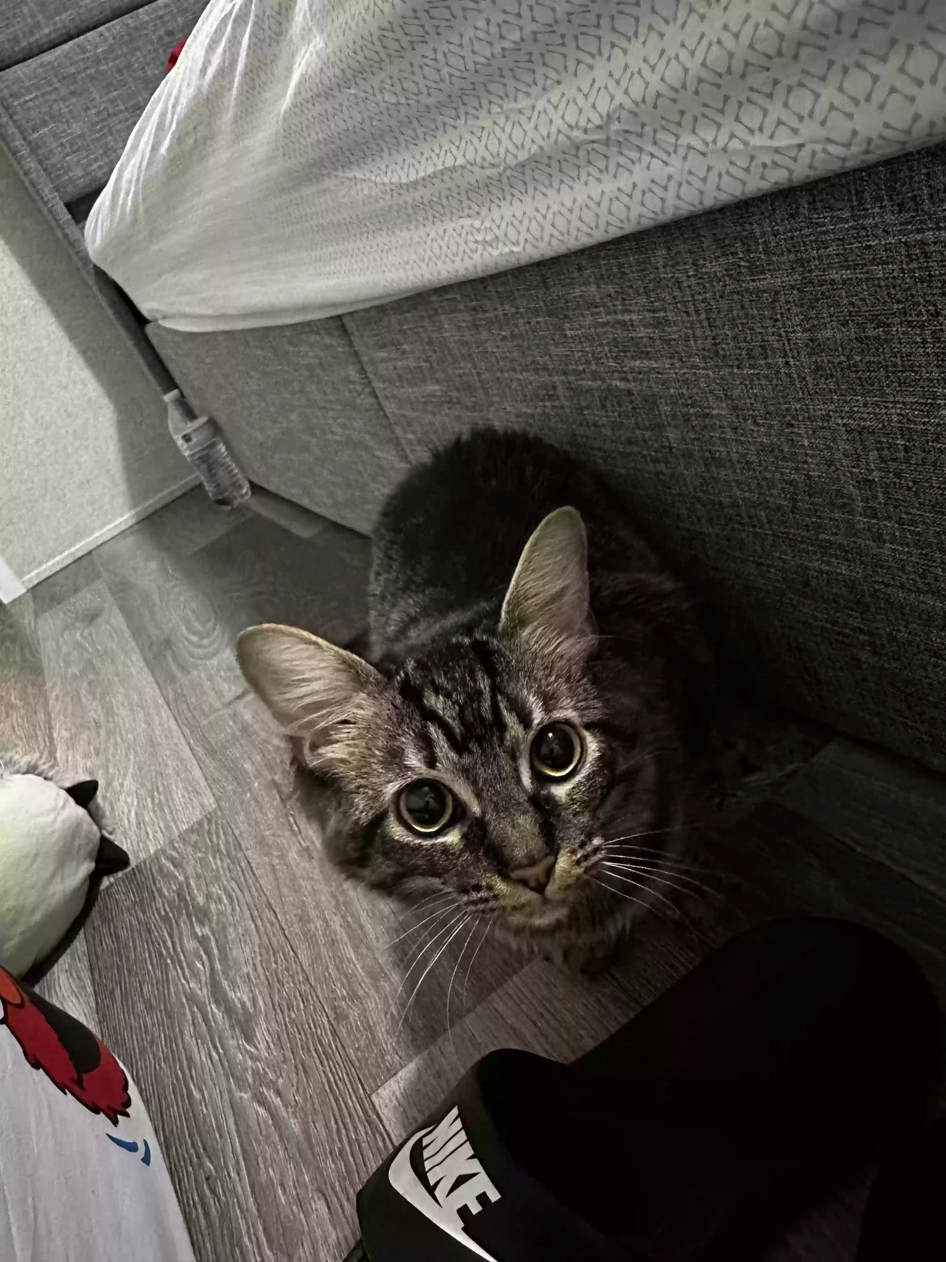 adoptable Cat in Hamilton,OH named Koko