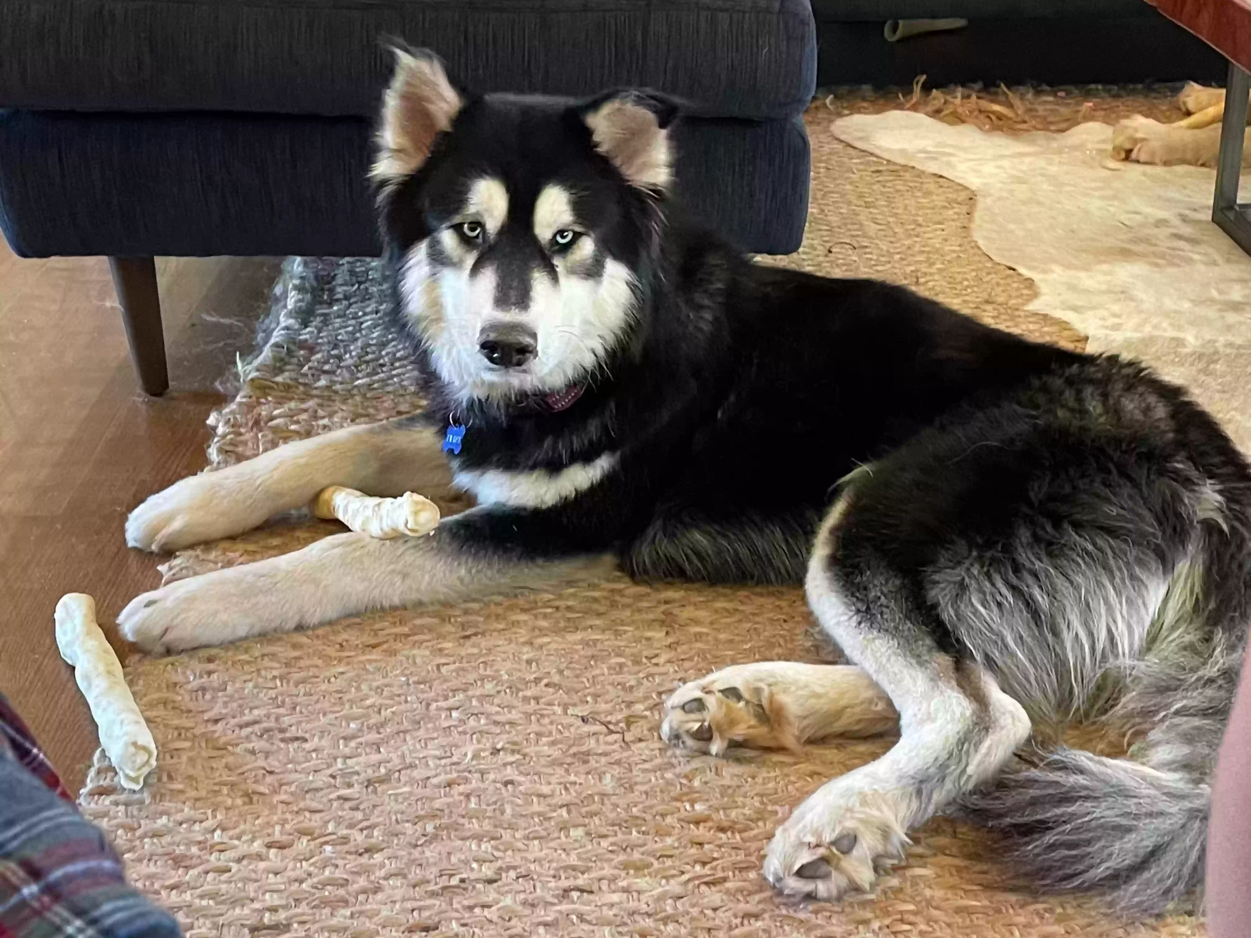 adoptable Dog in Atlanta,GA named Kova