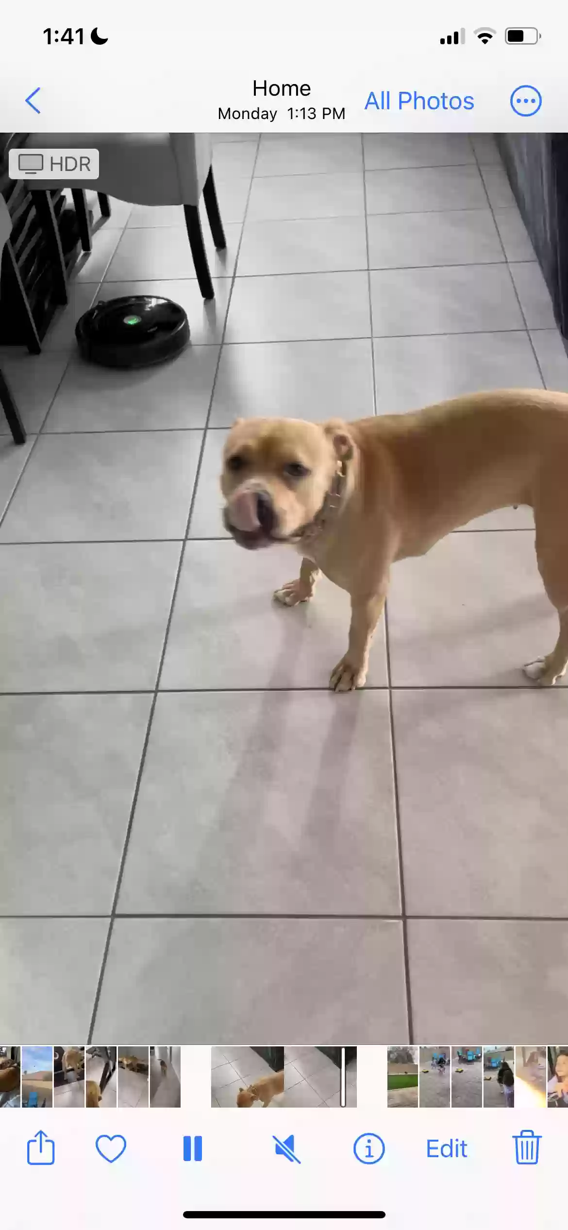 adoptable Dog in Casa Grande,AZ named Stella