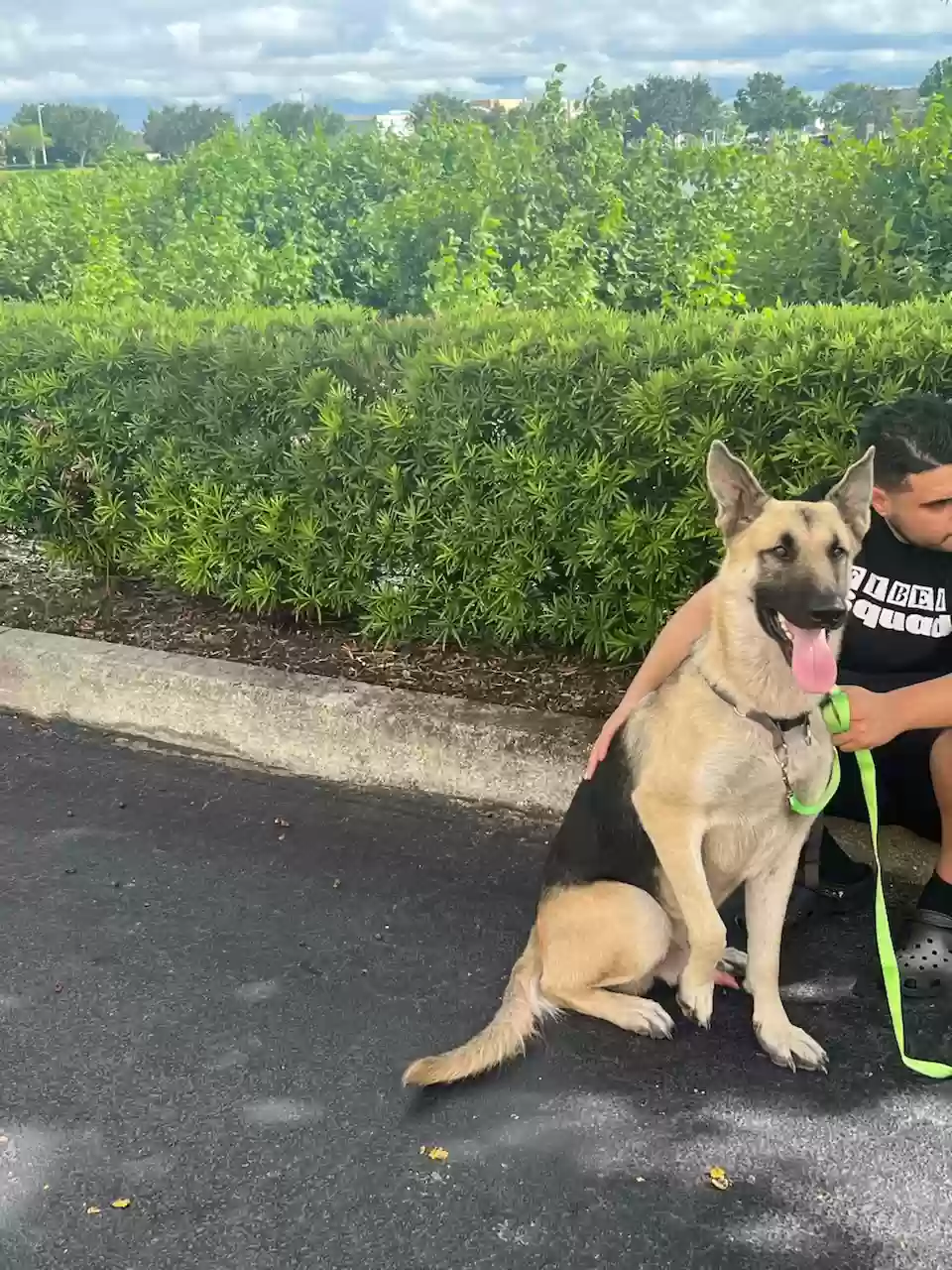 adoptable Dog in Brandon,FL named Jax