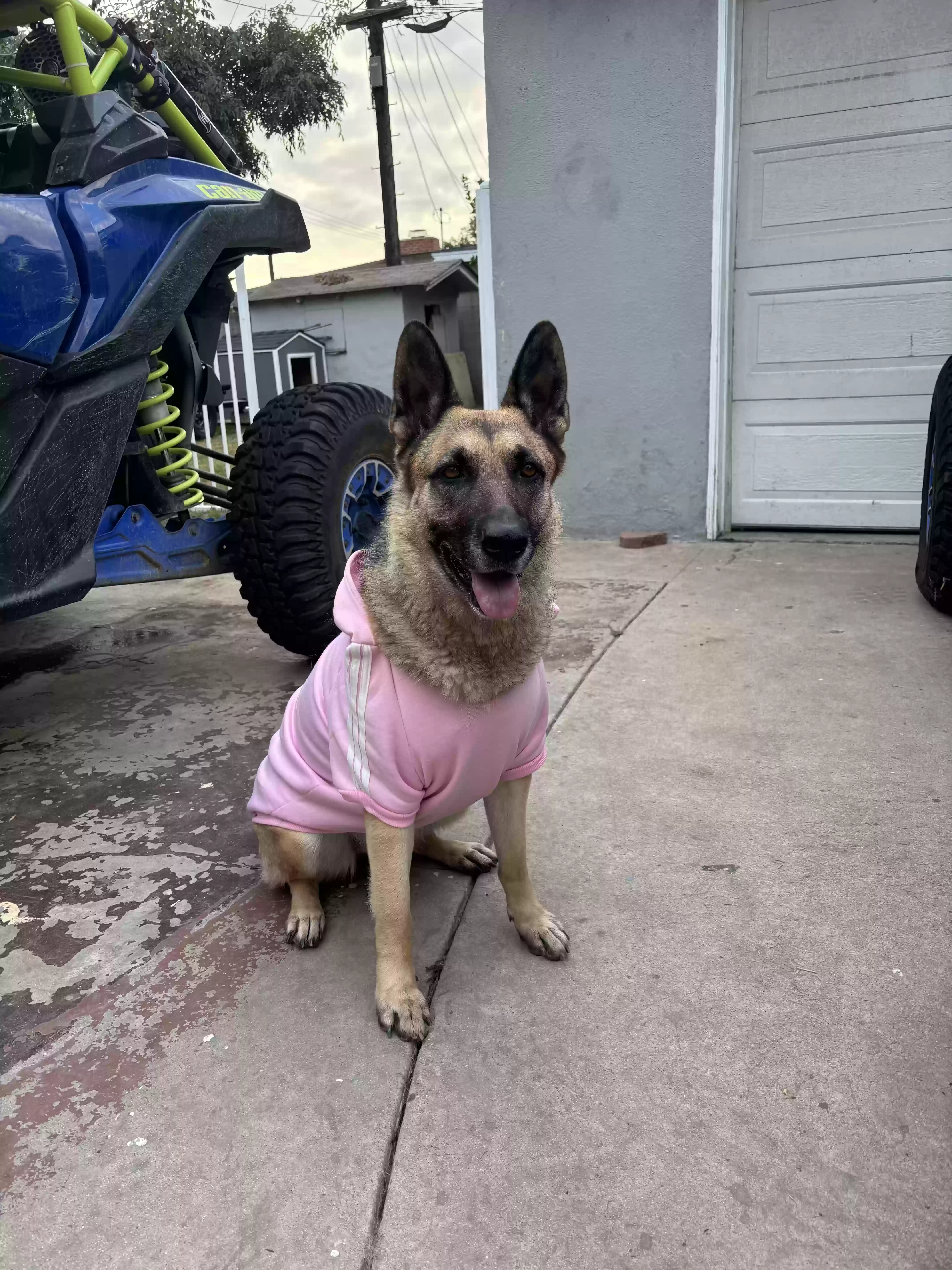 adoptable Dog in Compton,CA named Skye