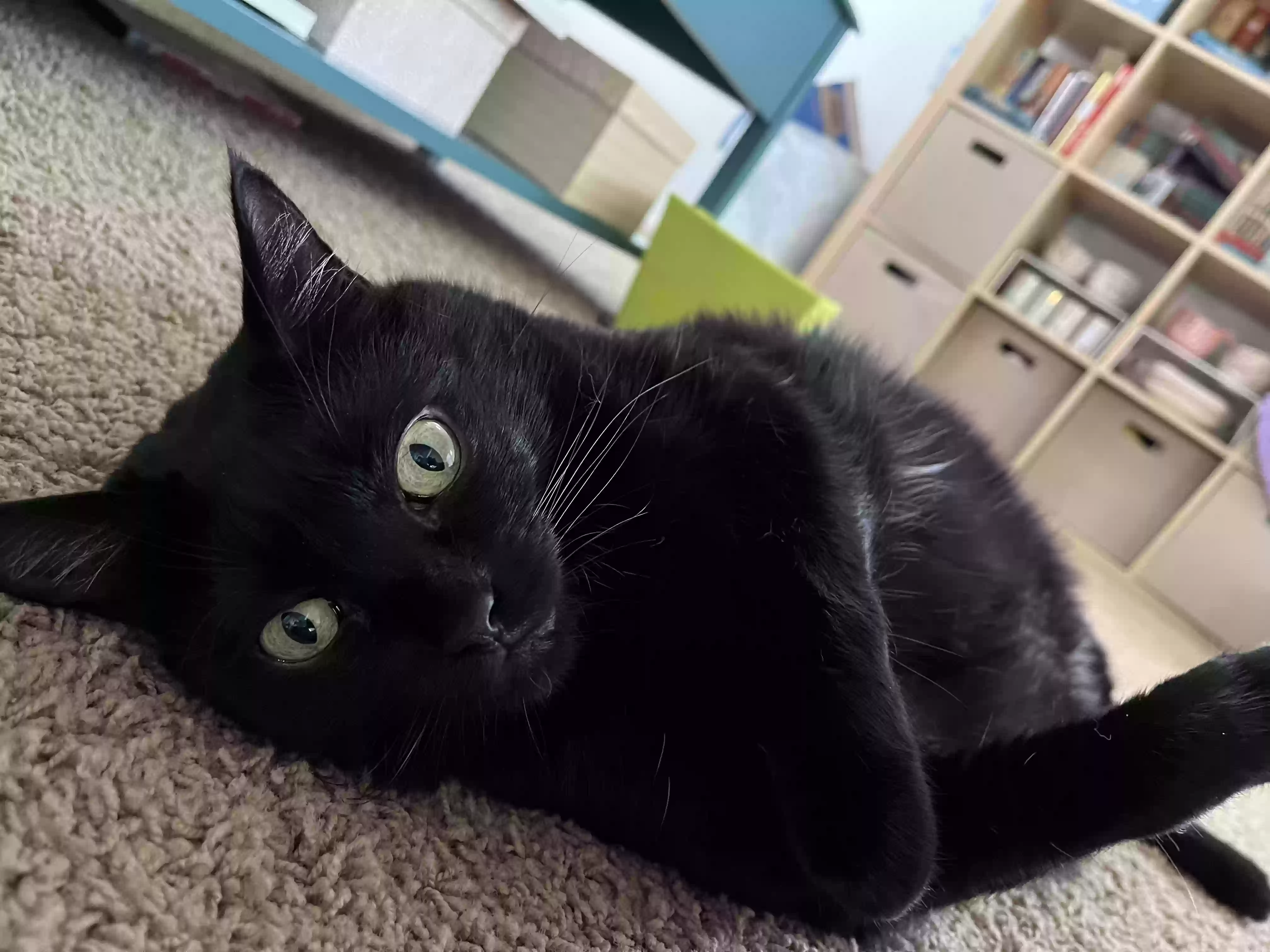 adoptable Cat in Milwaukee,WI named Mocha