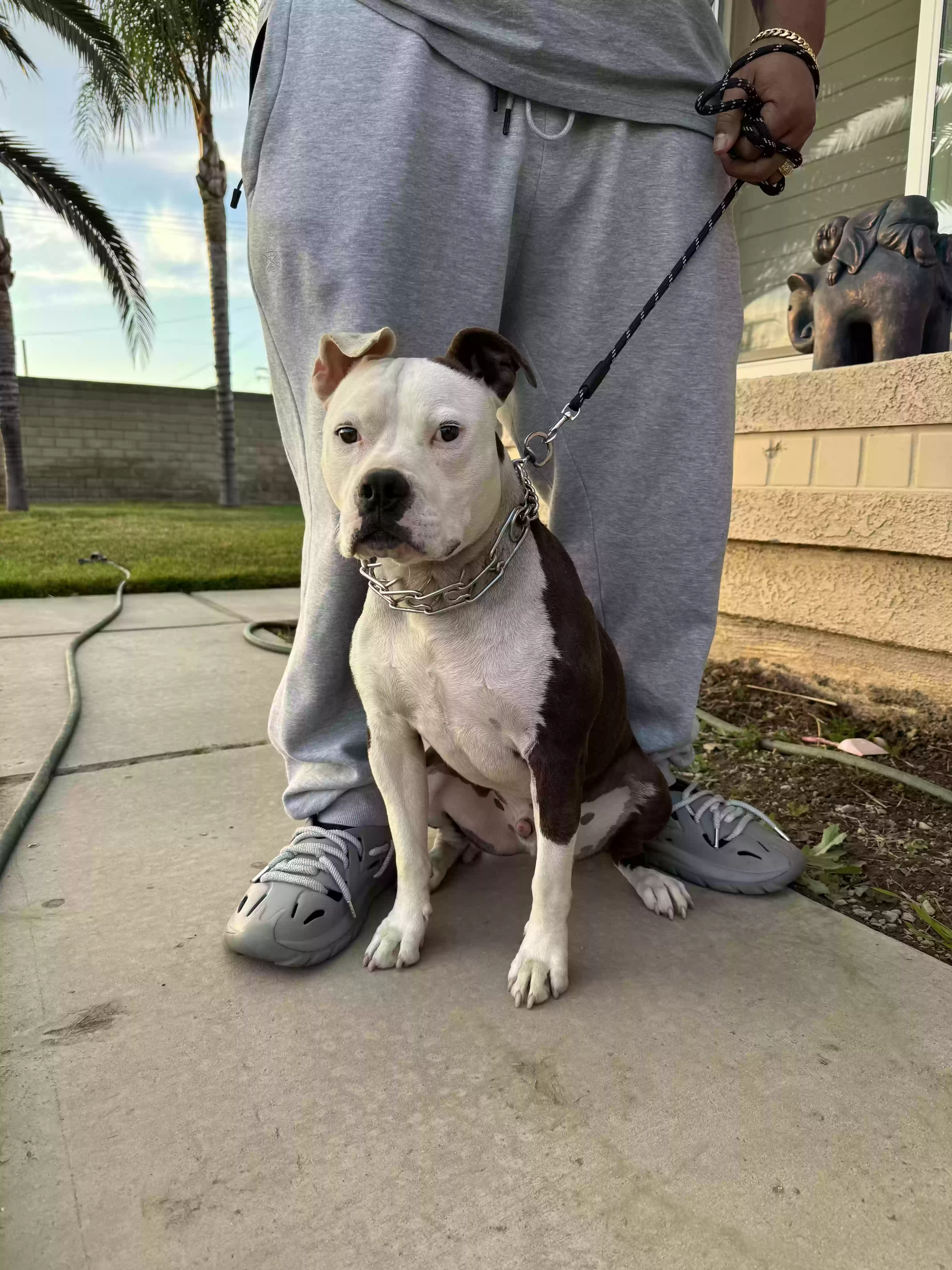 adoptable Dog in Rialto,CA named Kane