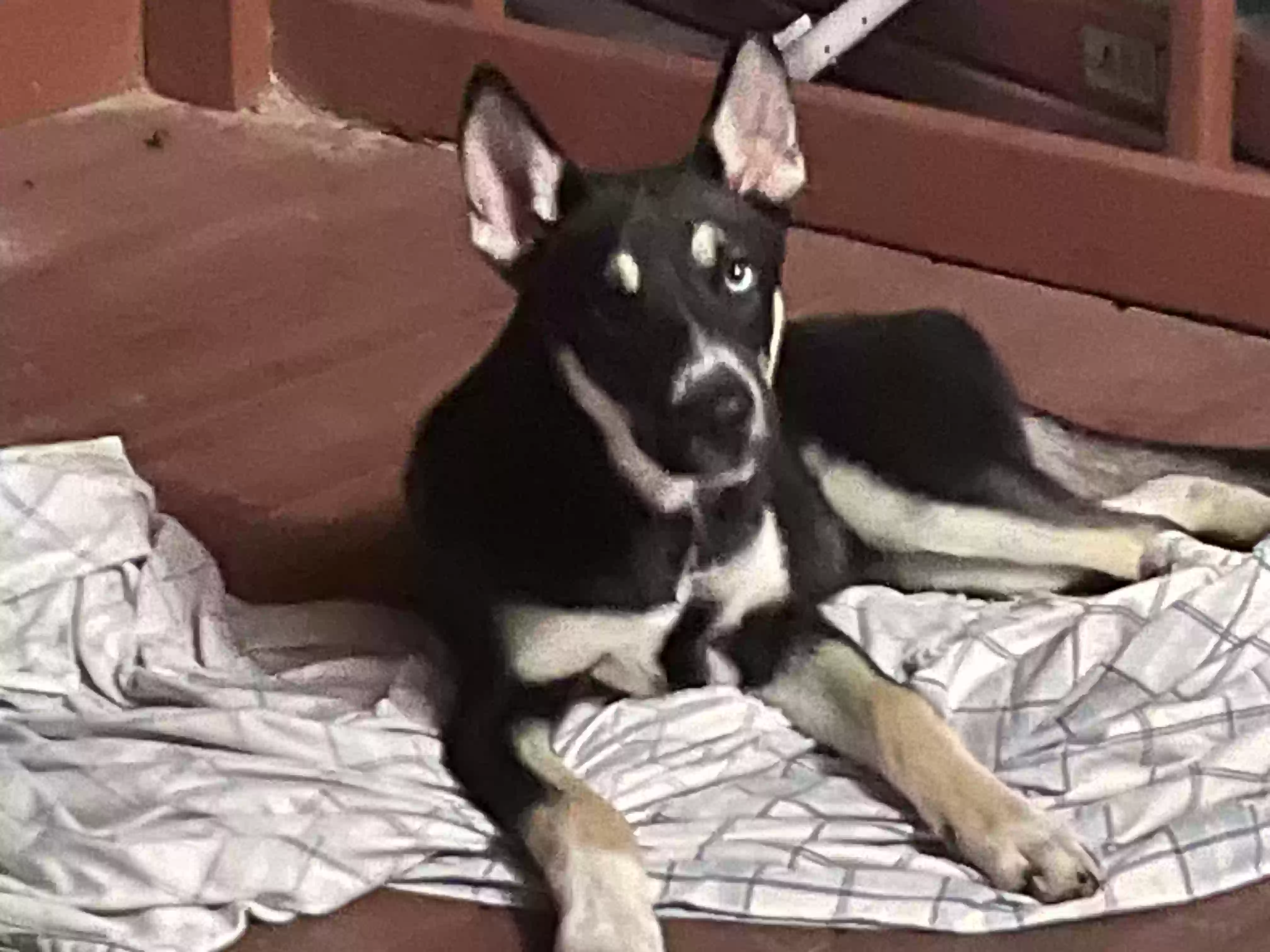 adoptable Dog in Porter,TX named Sky