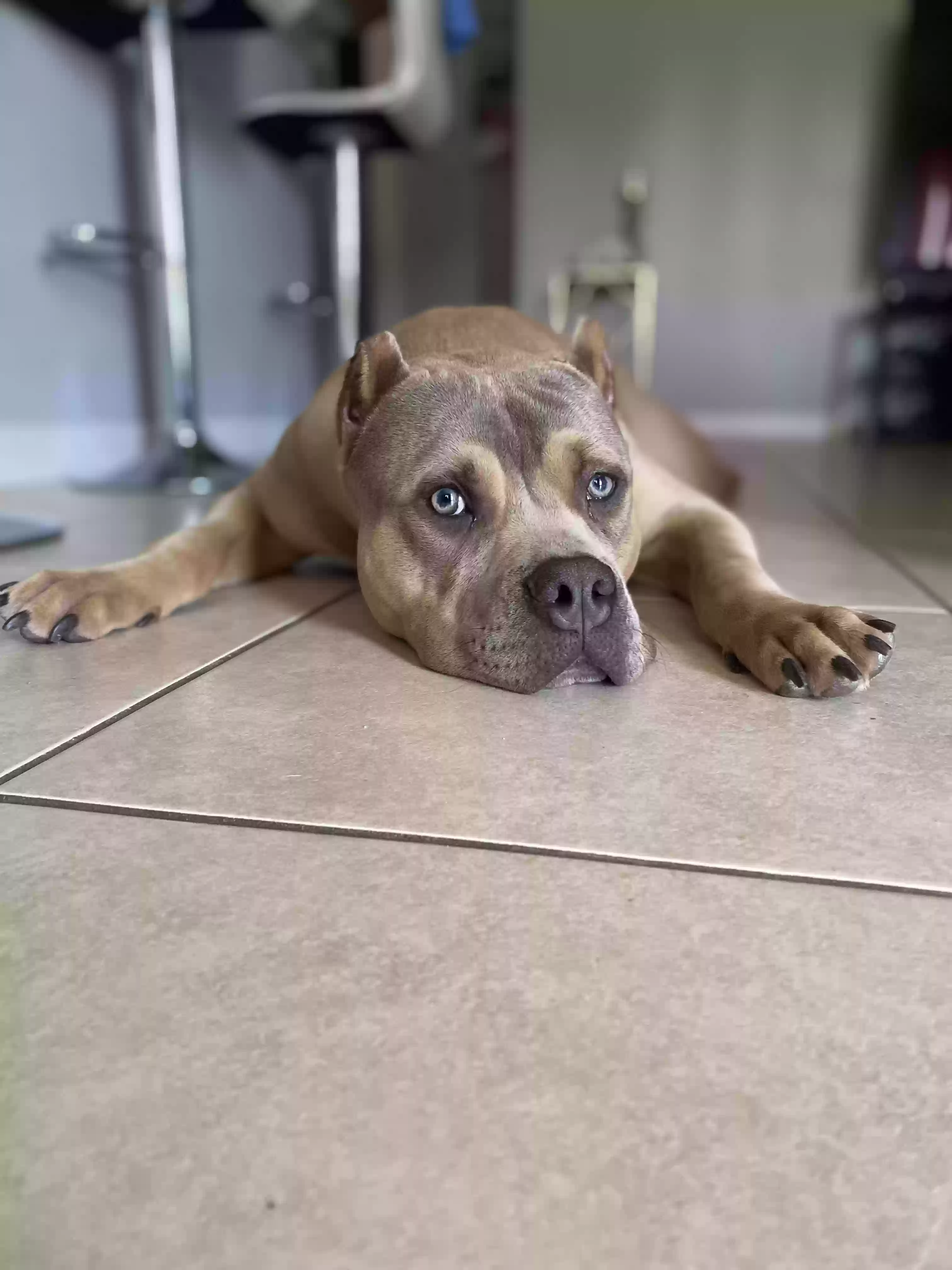 adoptable Dog in Kissimmee,FL named Sosa