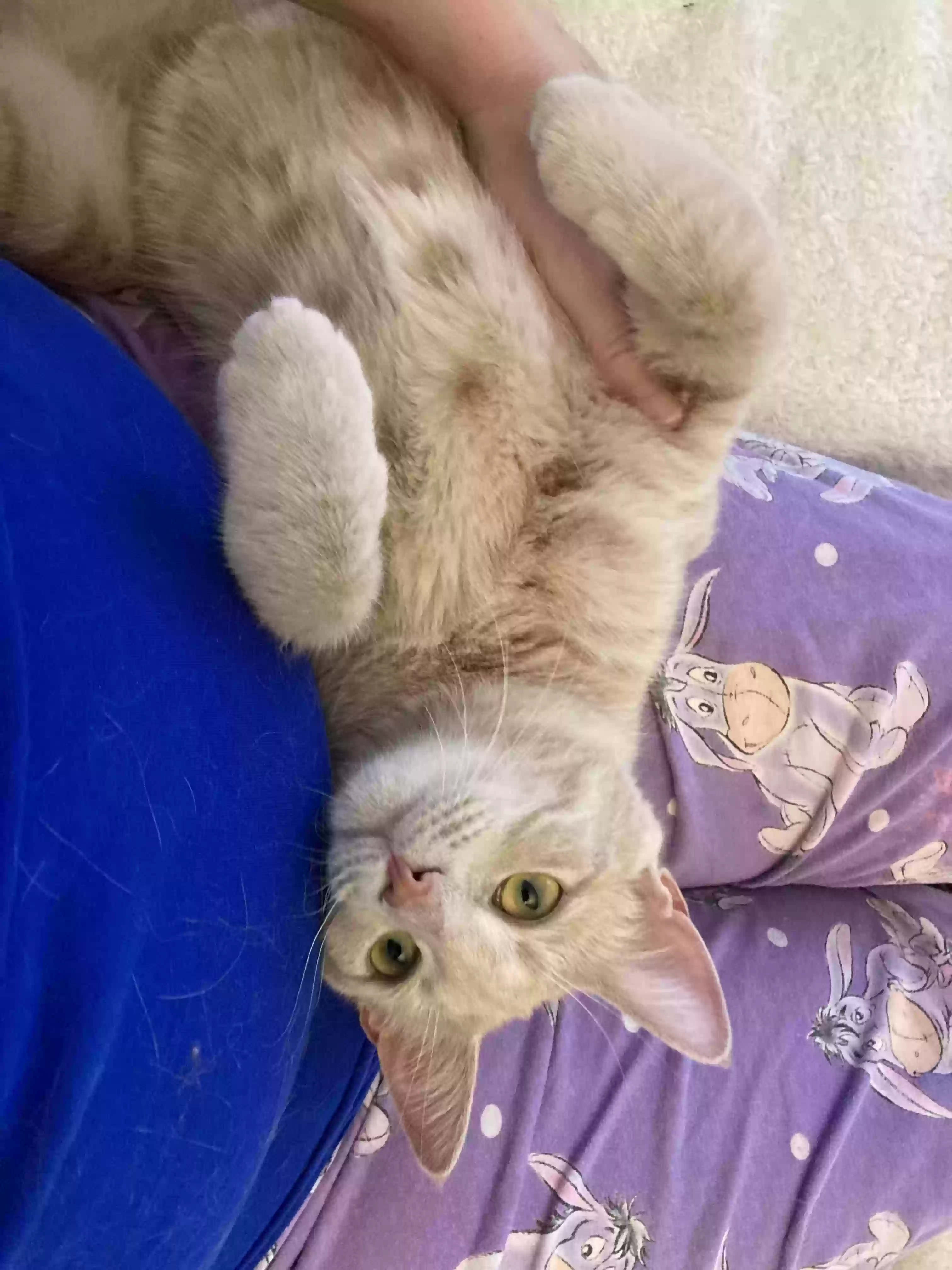 adoptable Cat in Nokesville,VA named Caramel